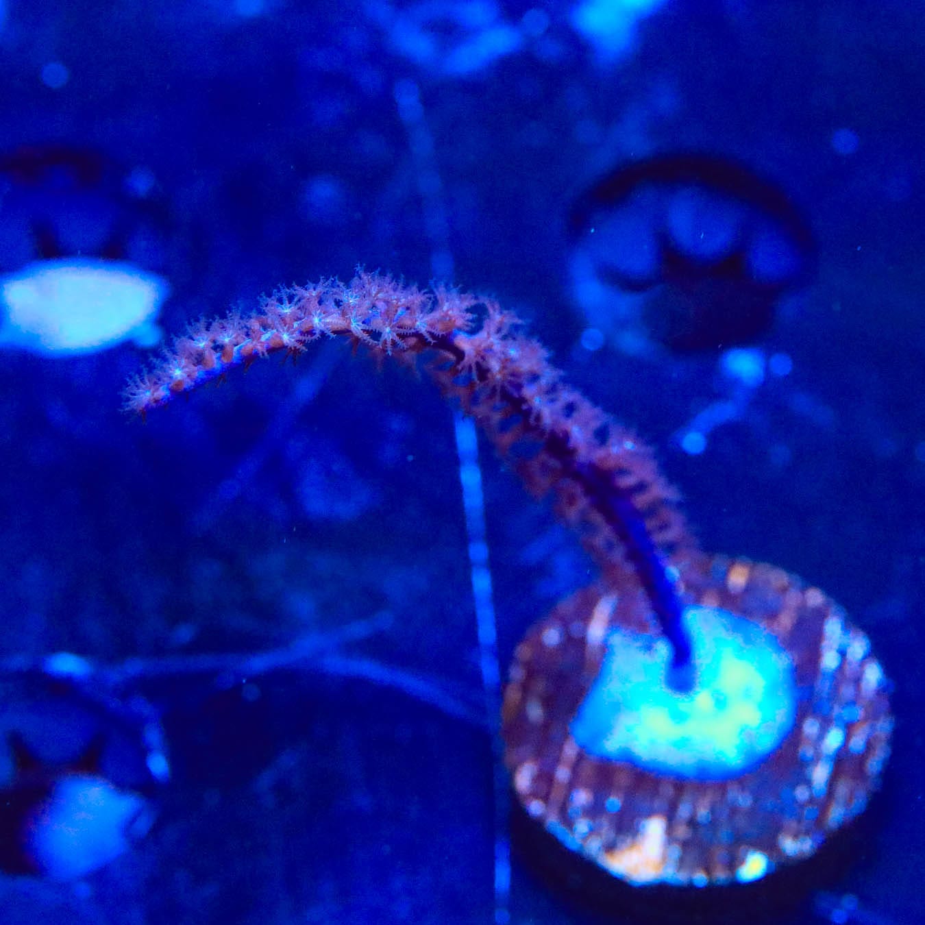 Pterogorgia citrina