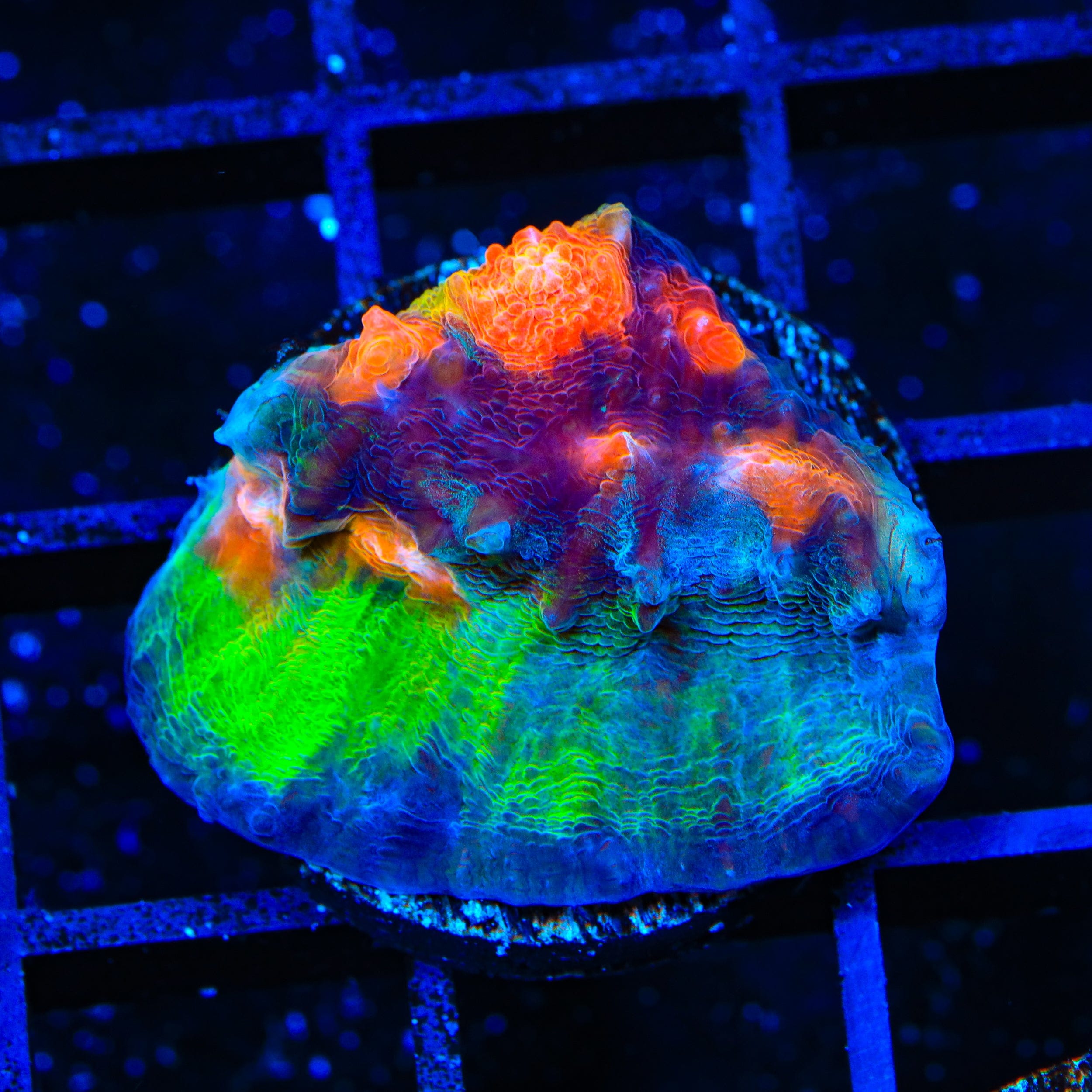 Echinophyllia