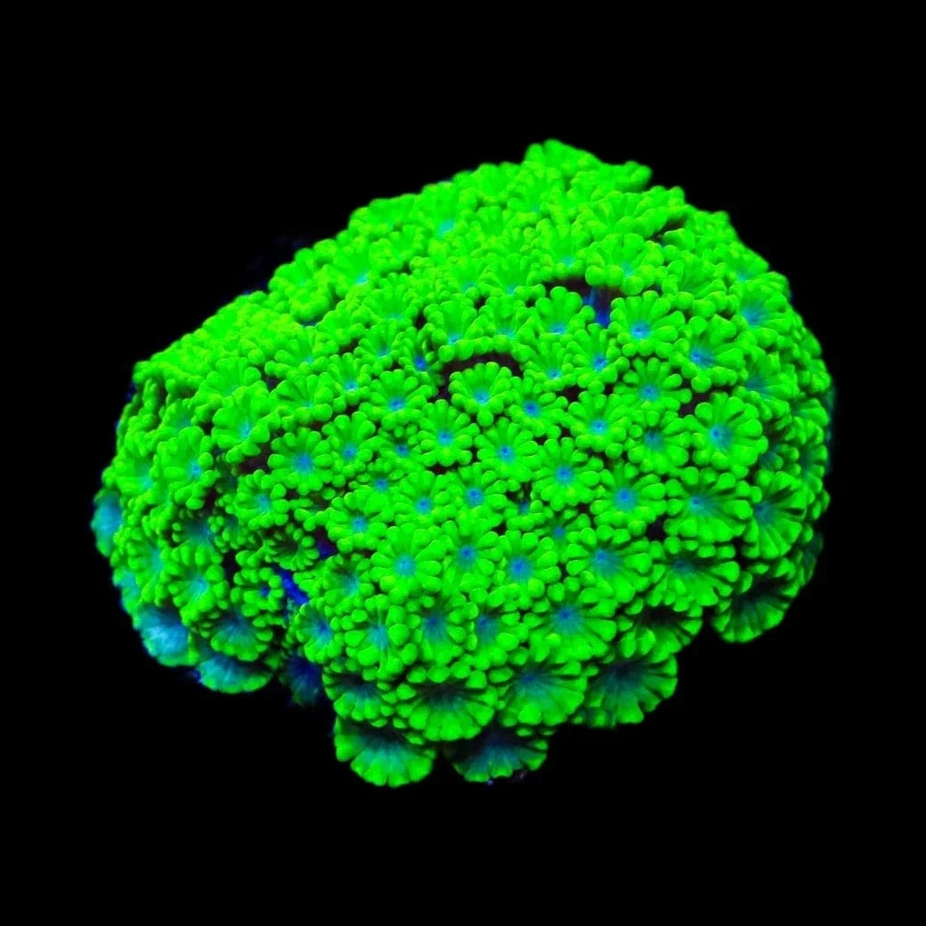 Alveopora tizardi