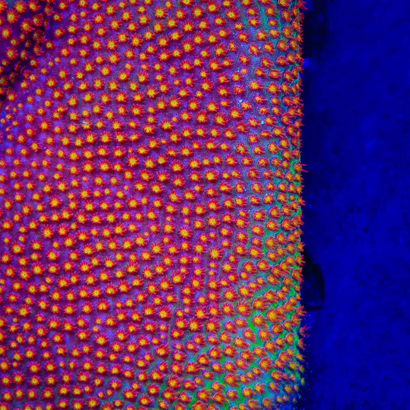 Stylocoeniella
