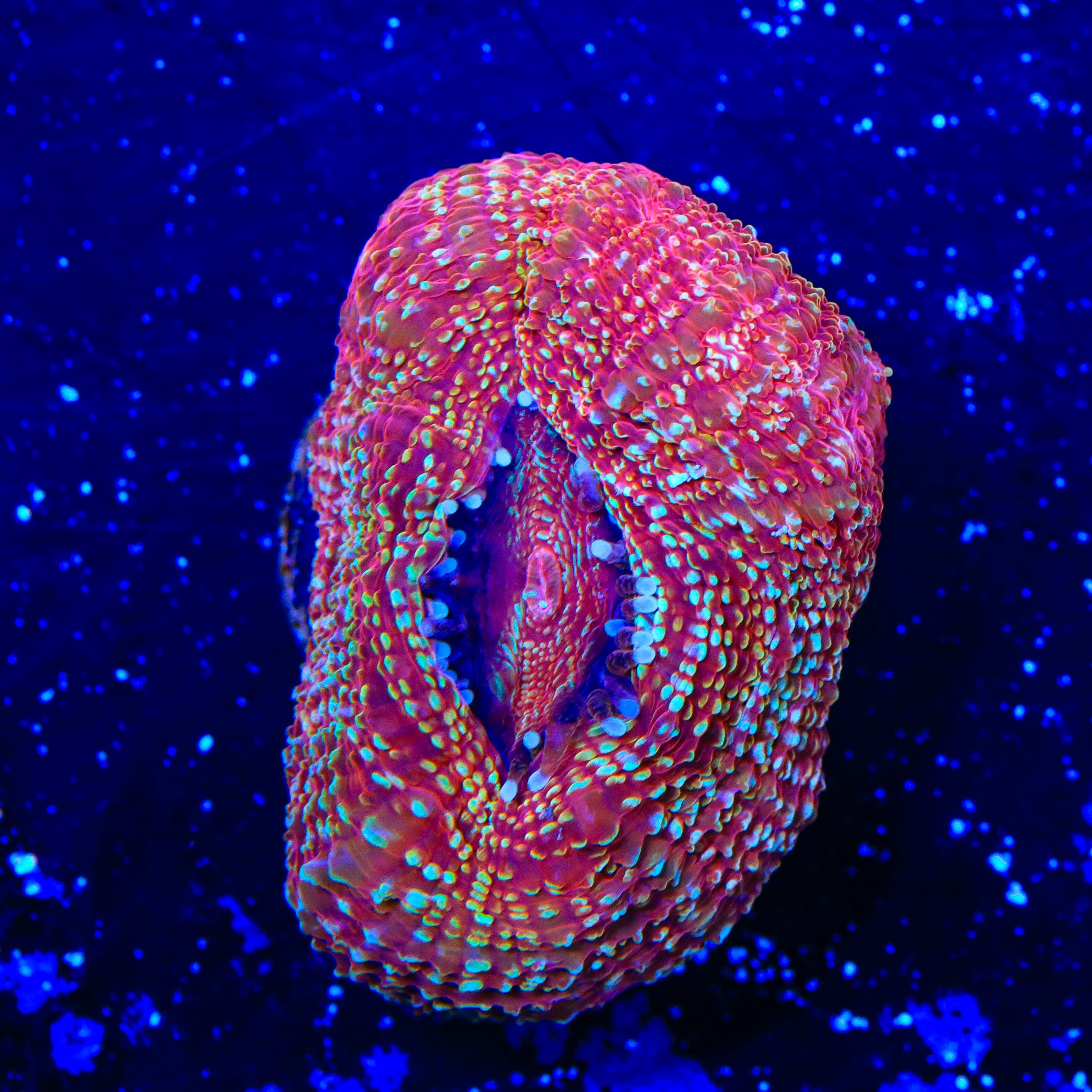 Homophyllia bowerbanki