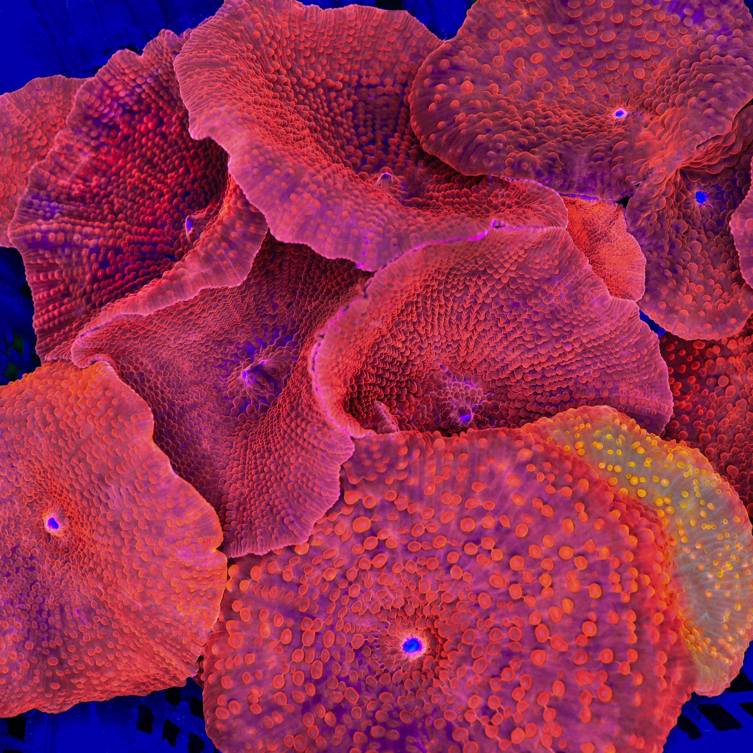 Discosoma nummiforme