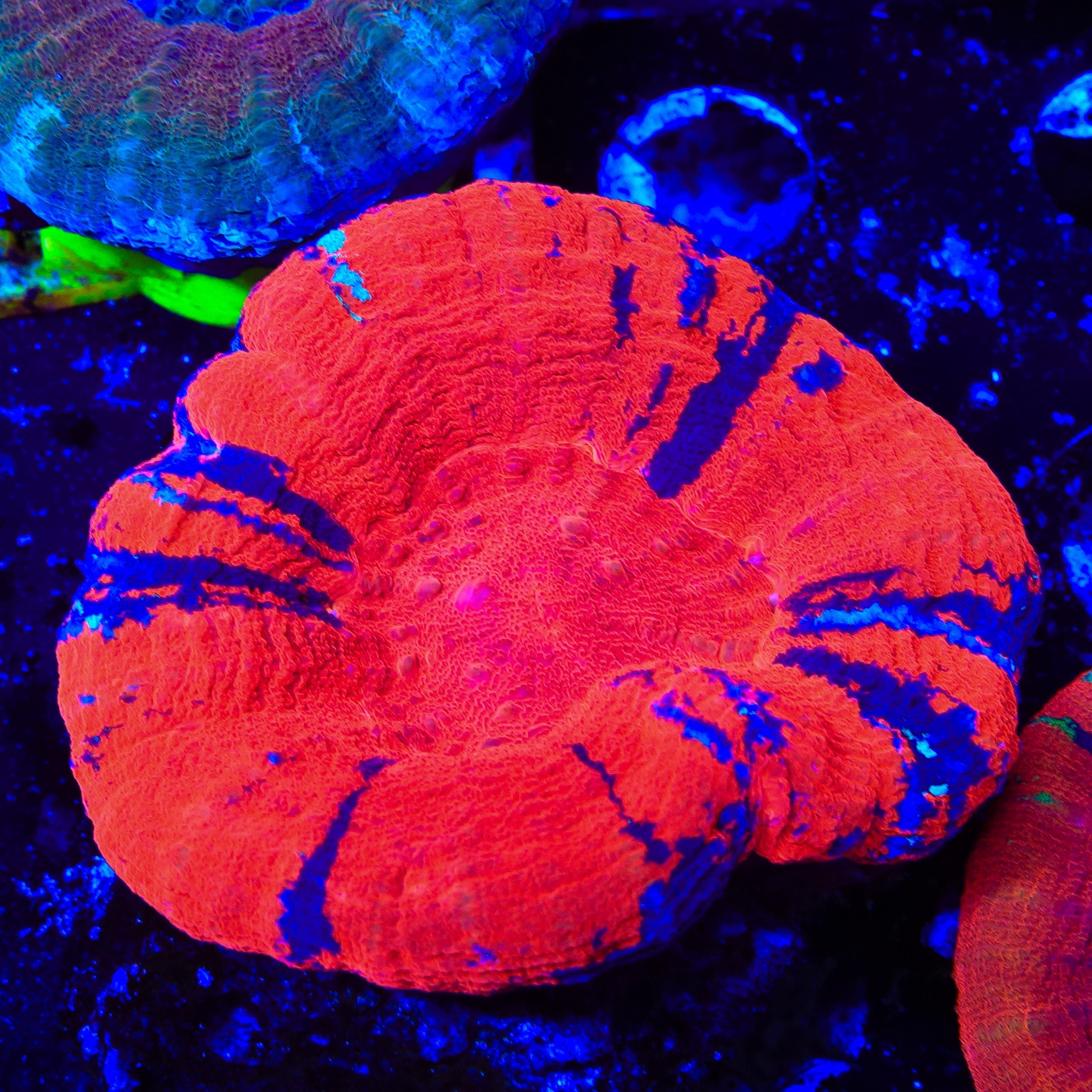 Scolymia