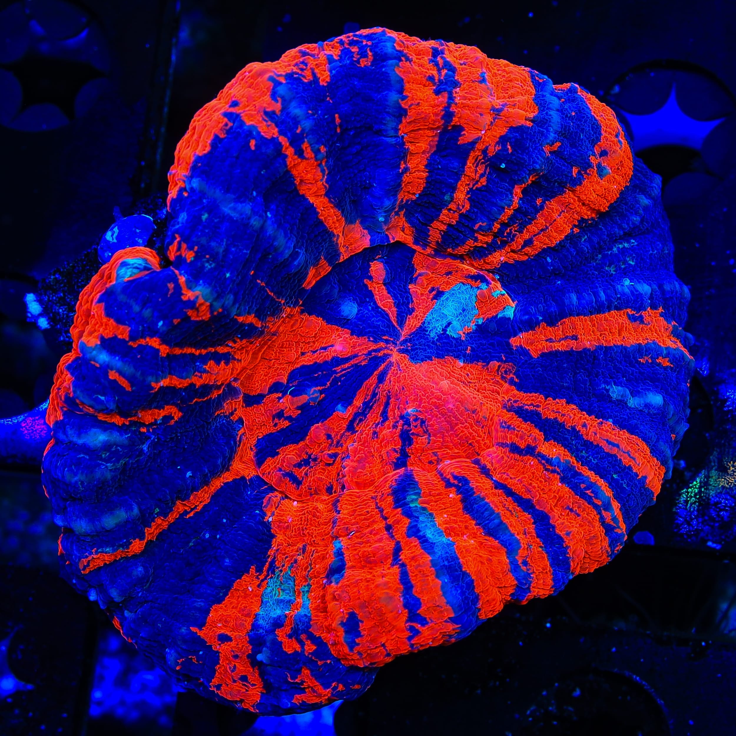 Superman Scolymia Coral