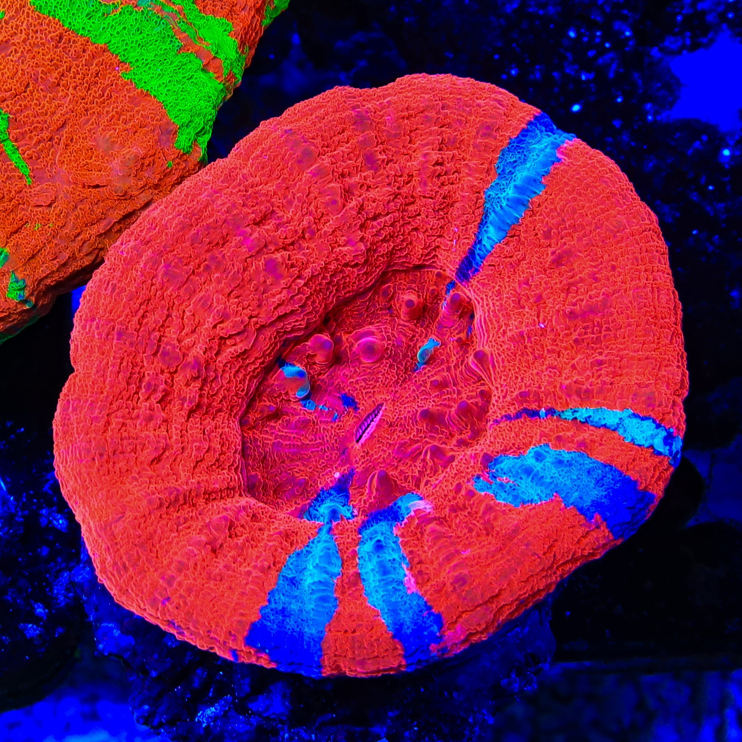 Scolymia