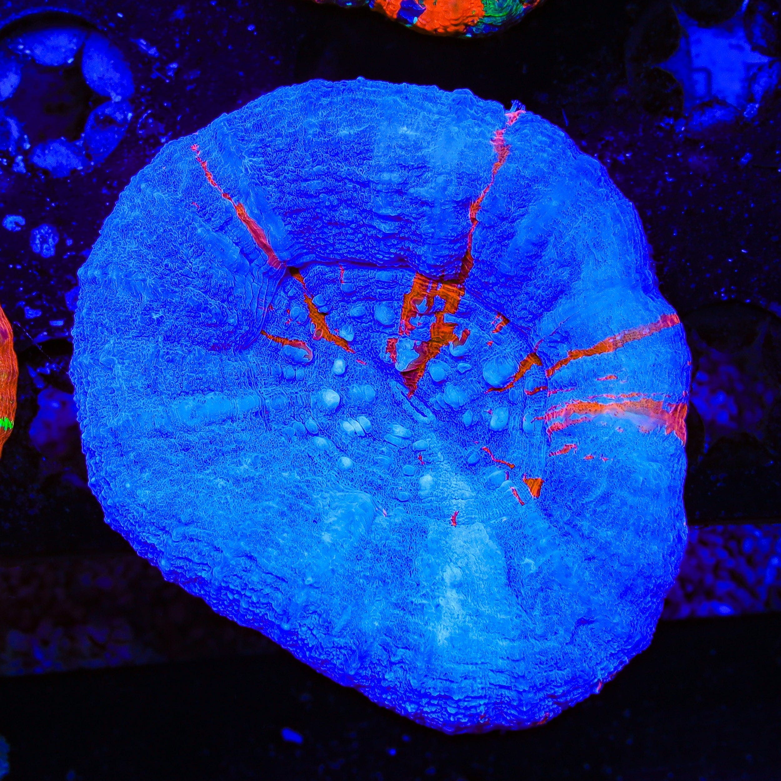 Scolymia