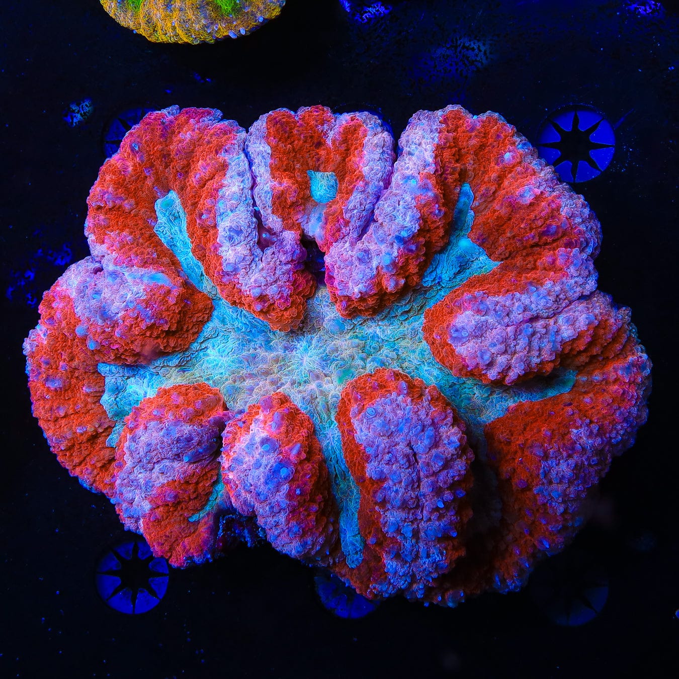 Lobophyllia radians