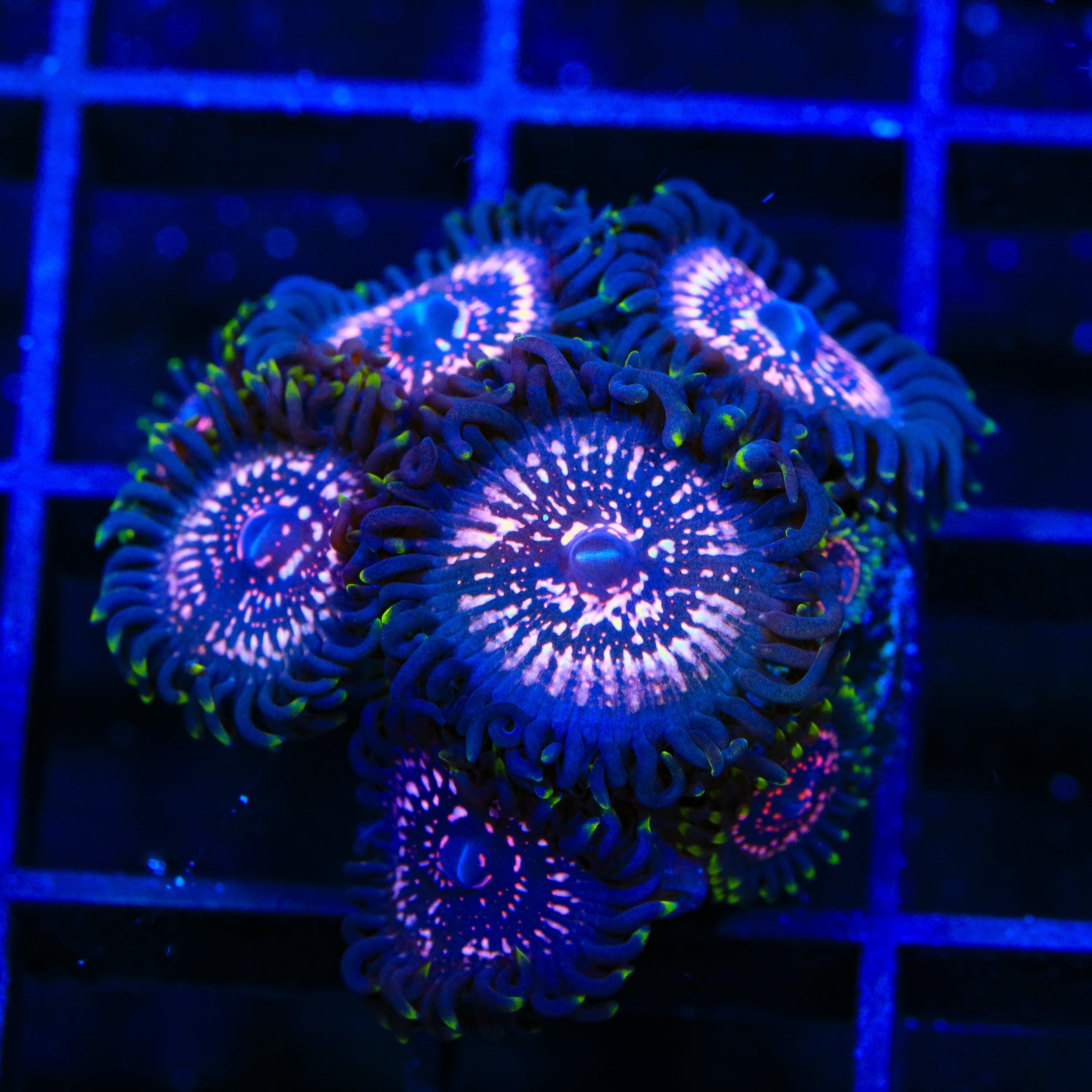 Zoanthus sociatus