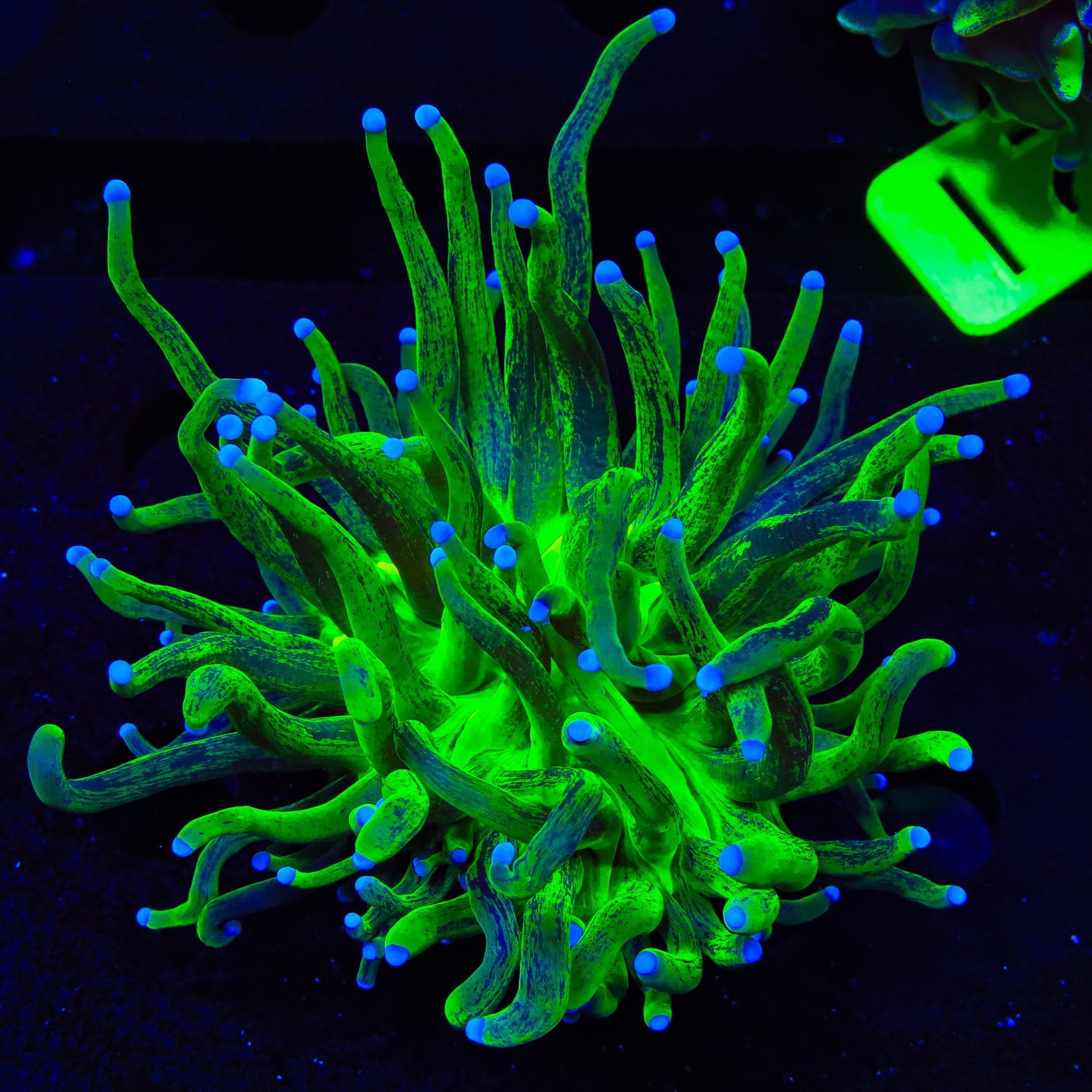 Euphyllia glabrescens