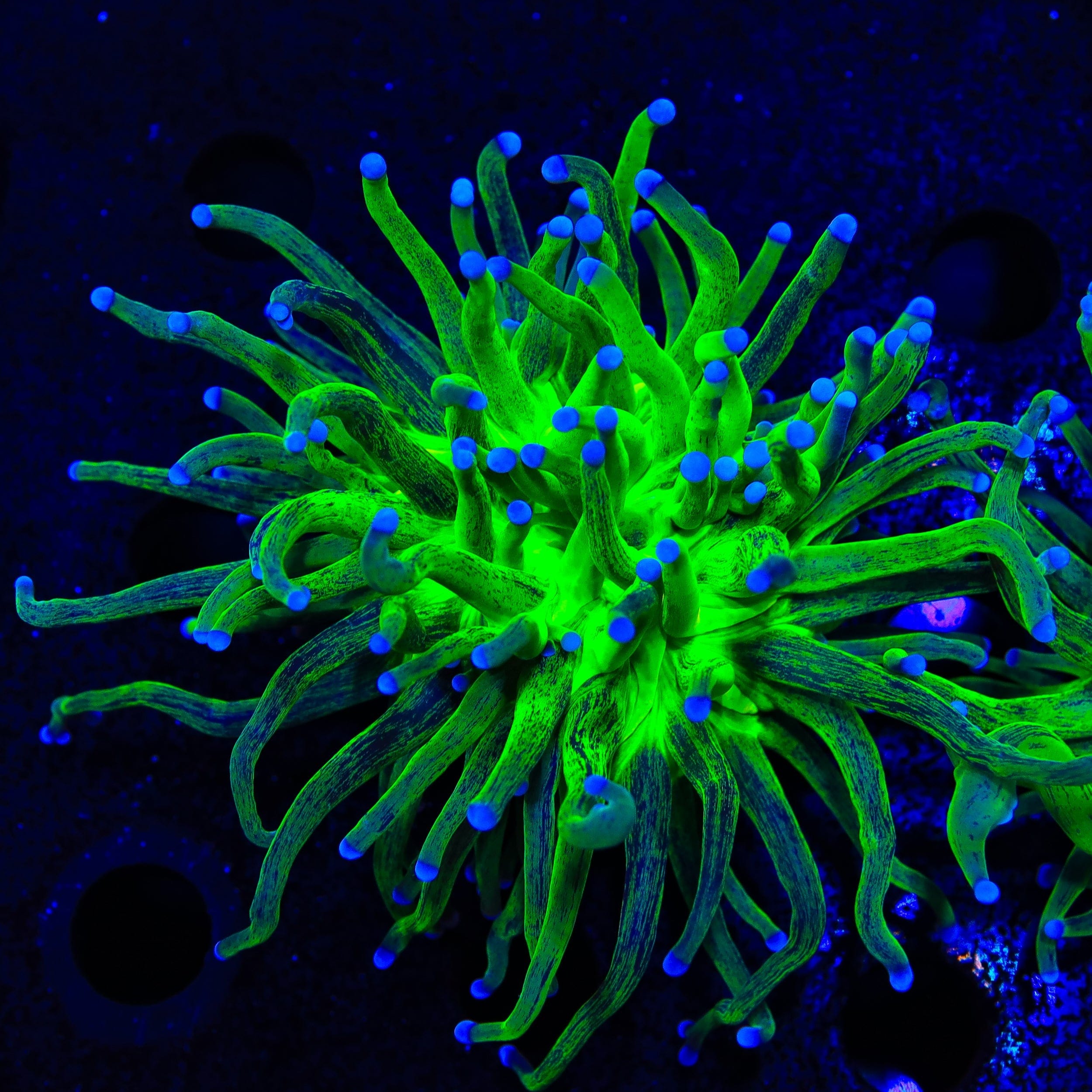 Euphyllia glabrescens