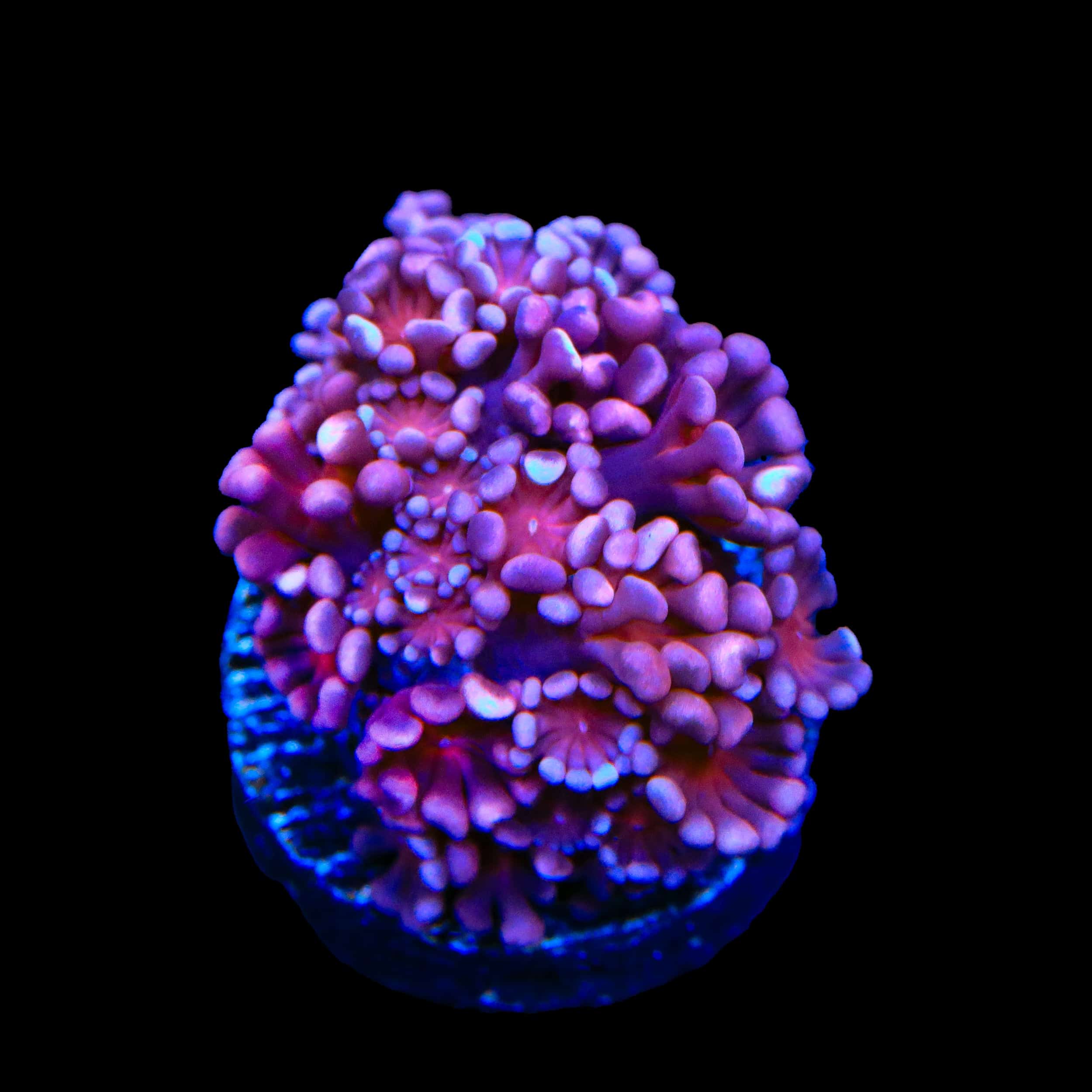 Alveopora gigas