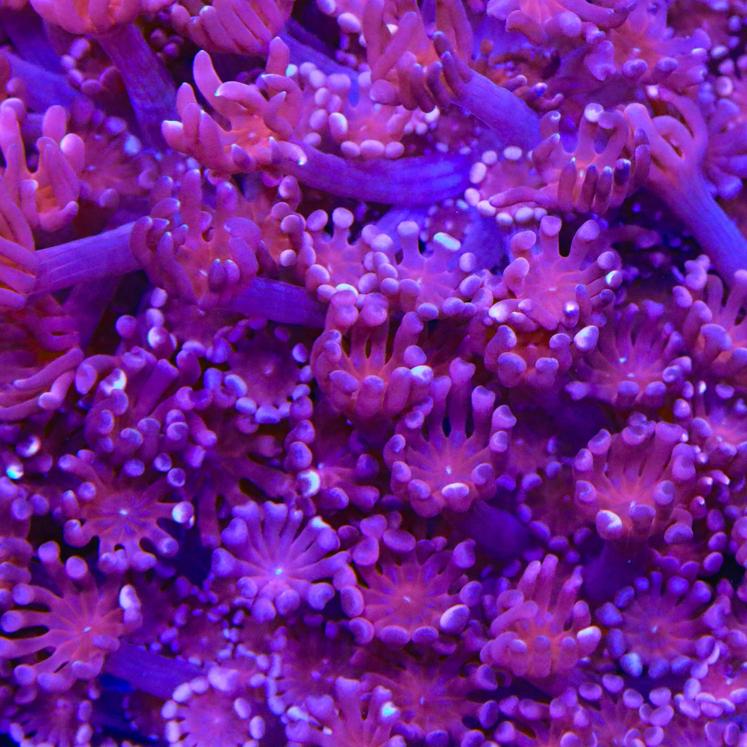 Alveopora gigas