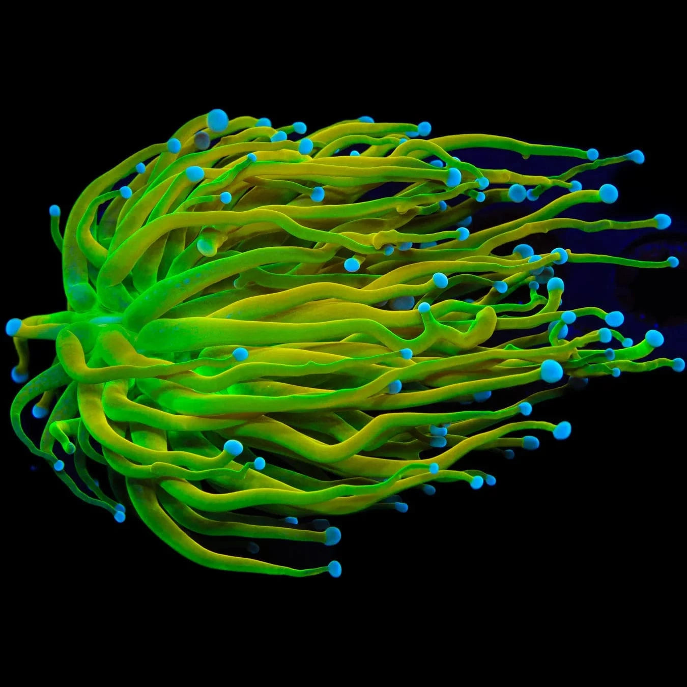 Euphyllia glabrescens