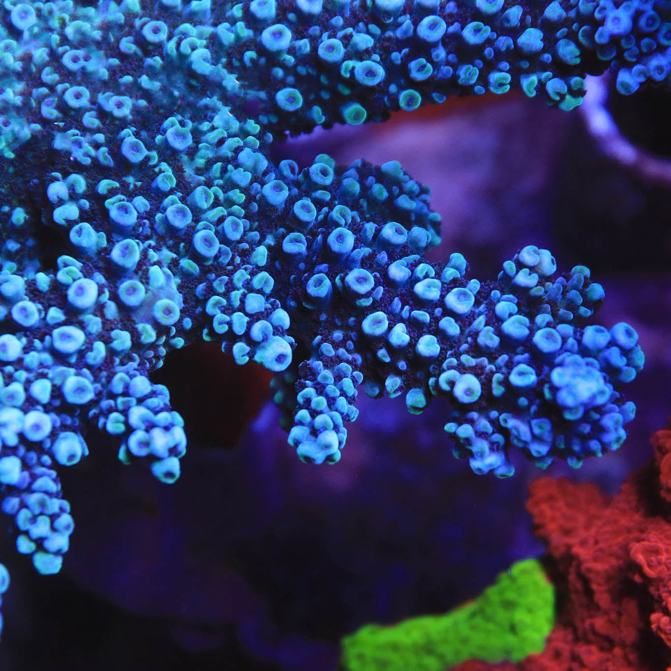 Acropora yongei