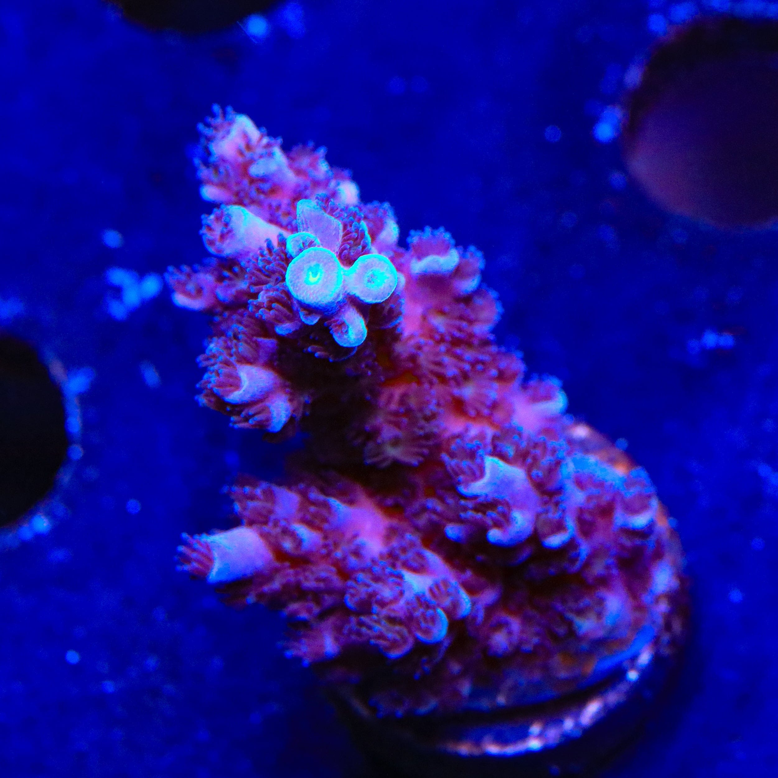 Acropora selago