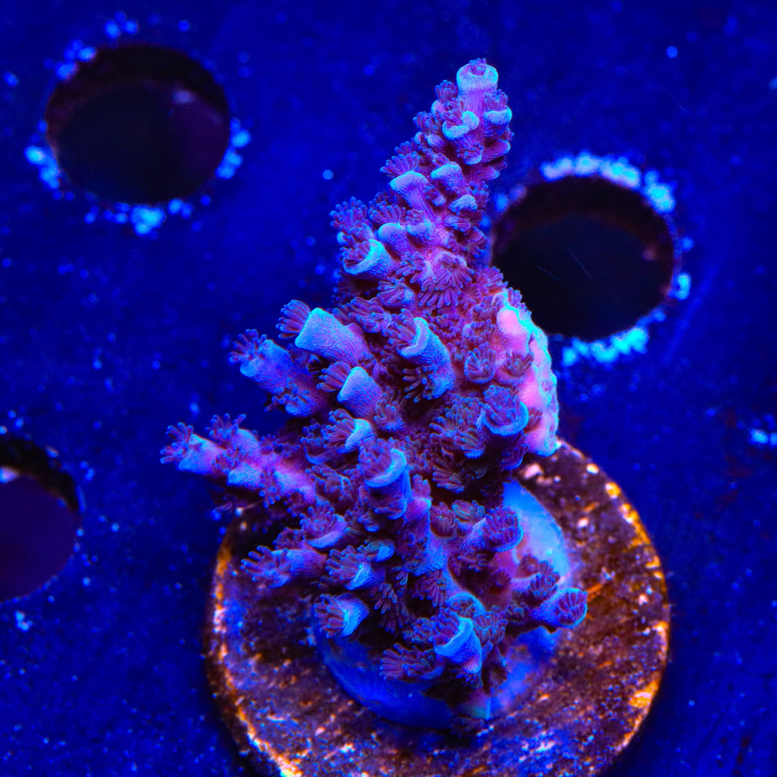 Acropora yongei