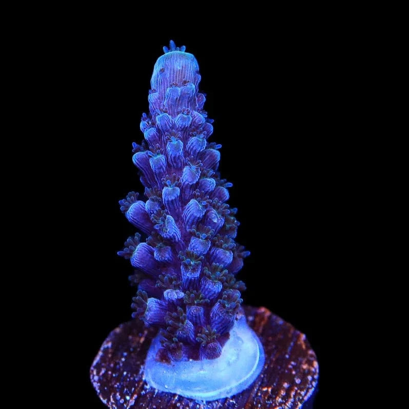 Acropora yongei