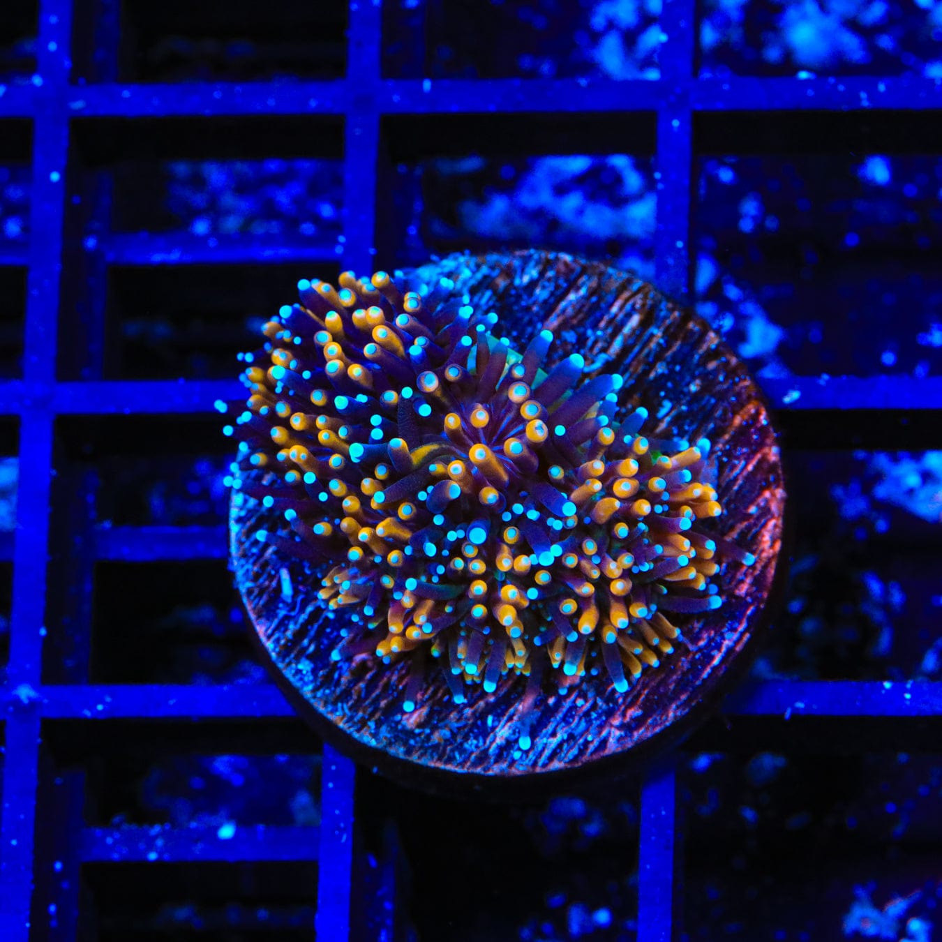 Galaxea fascicularis