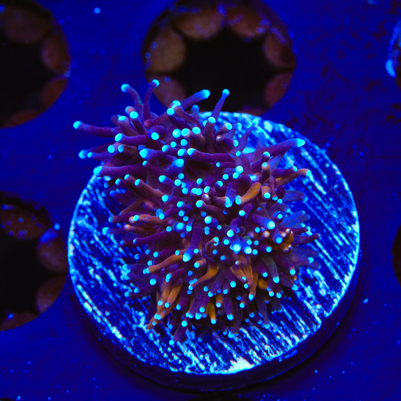 Galaxea fascicularis