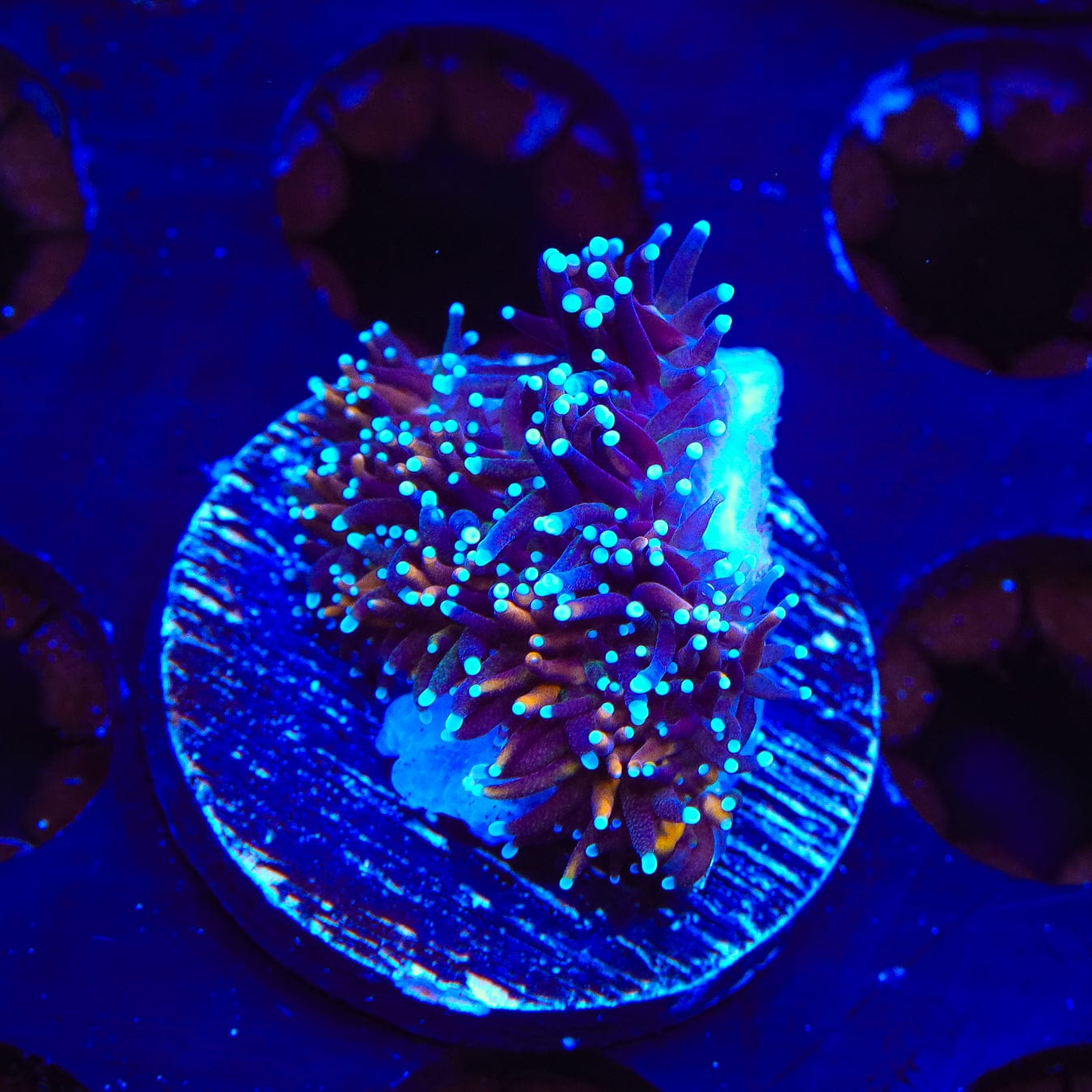 Galaxea fascicularis