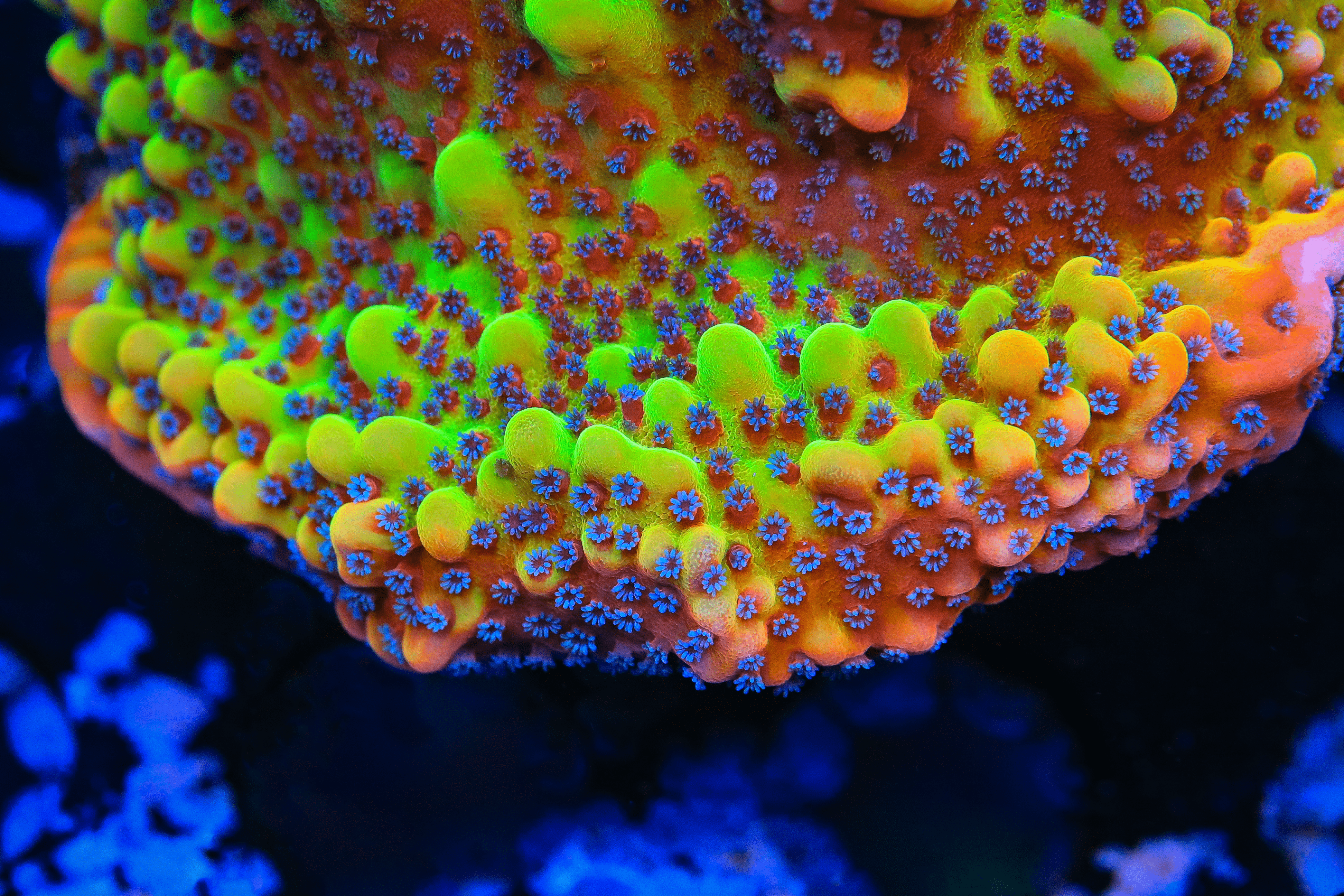 Montipora foliosa