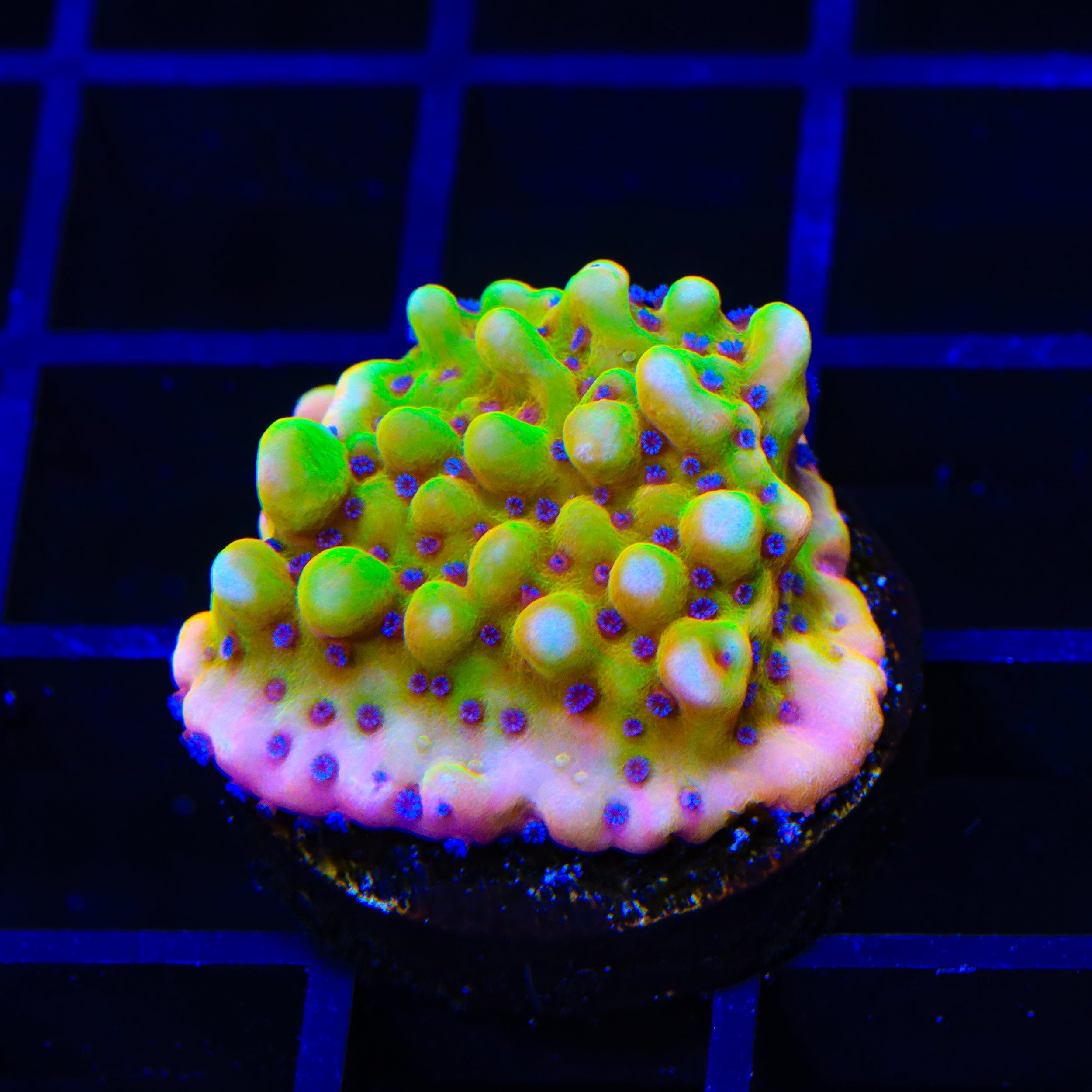 Montipora foliosa