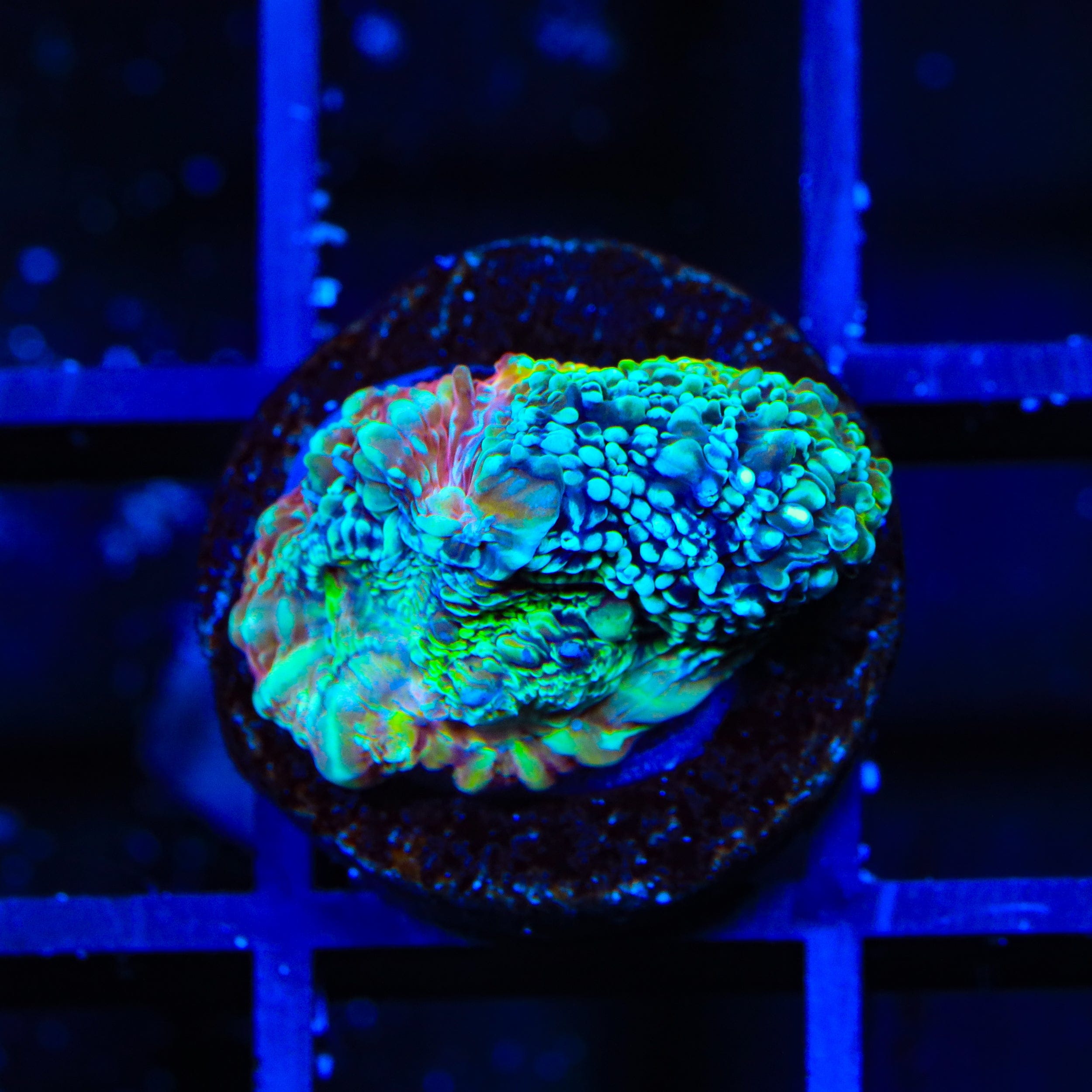 Homophyllia bowerbanki