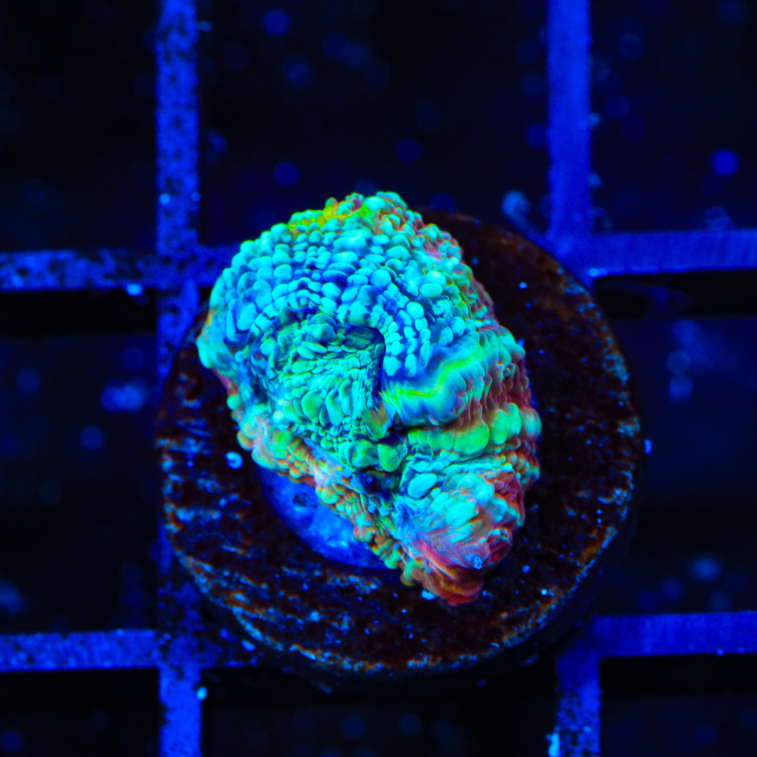 Homophyllia bowerbanki