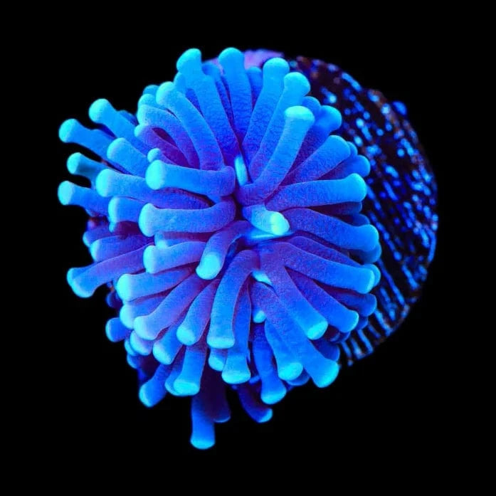 Euphyllia glabrescens