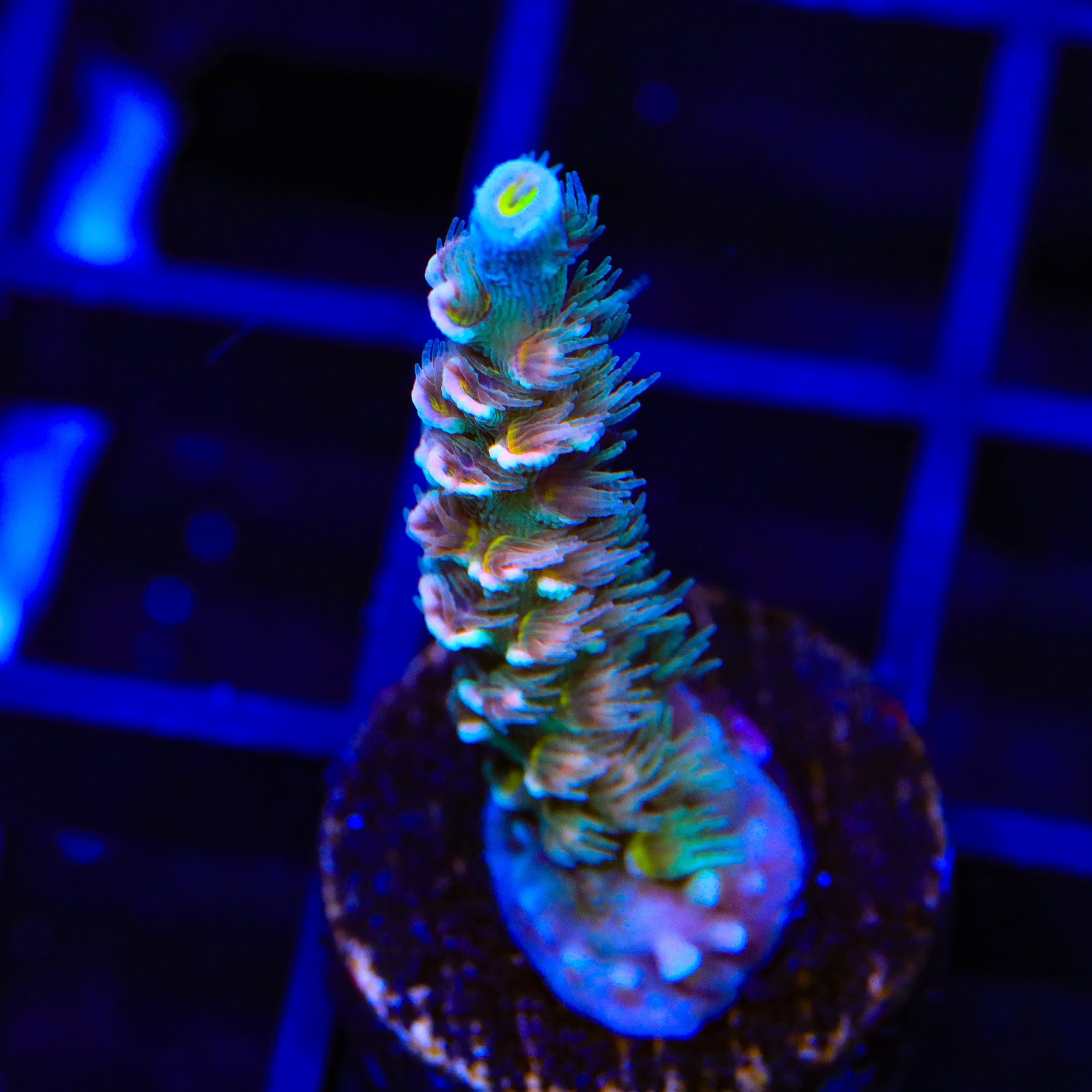 Trachyphyllia