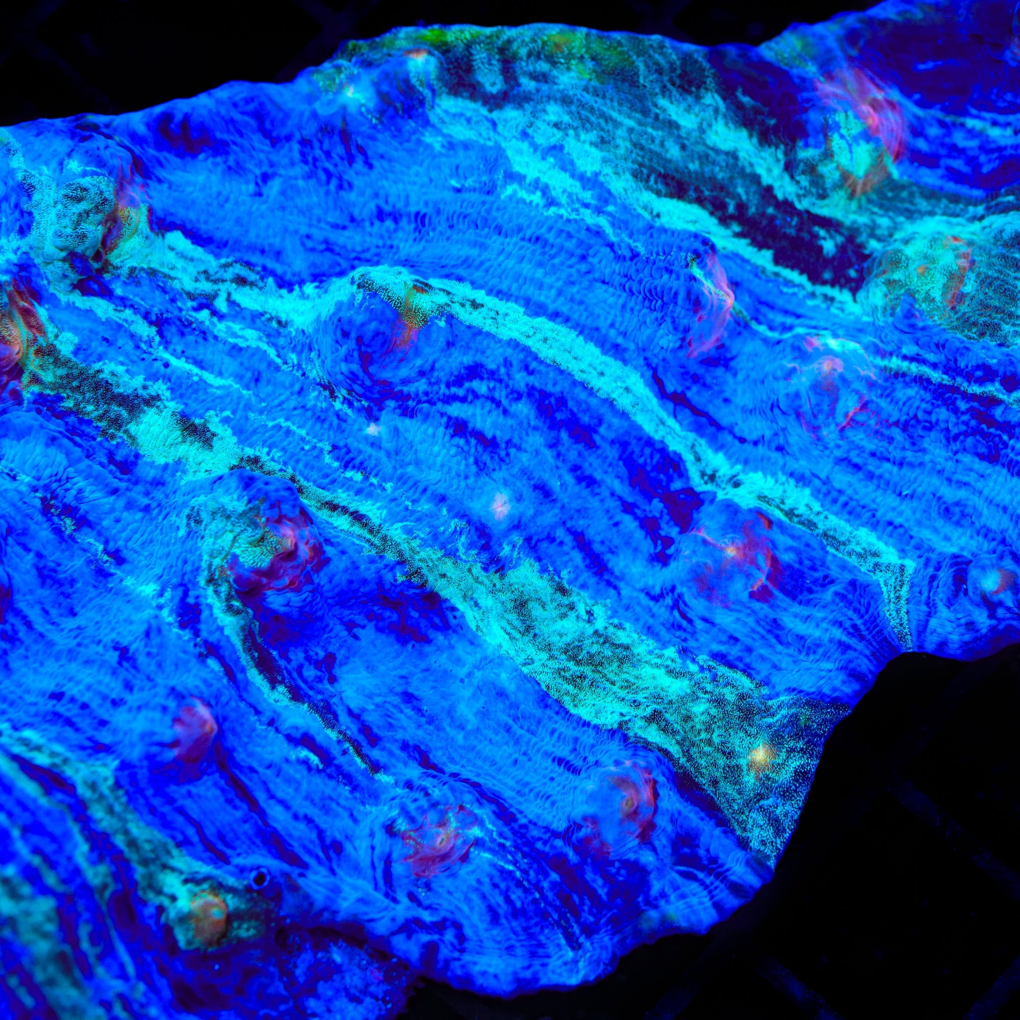 Echinophyllia