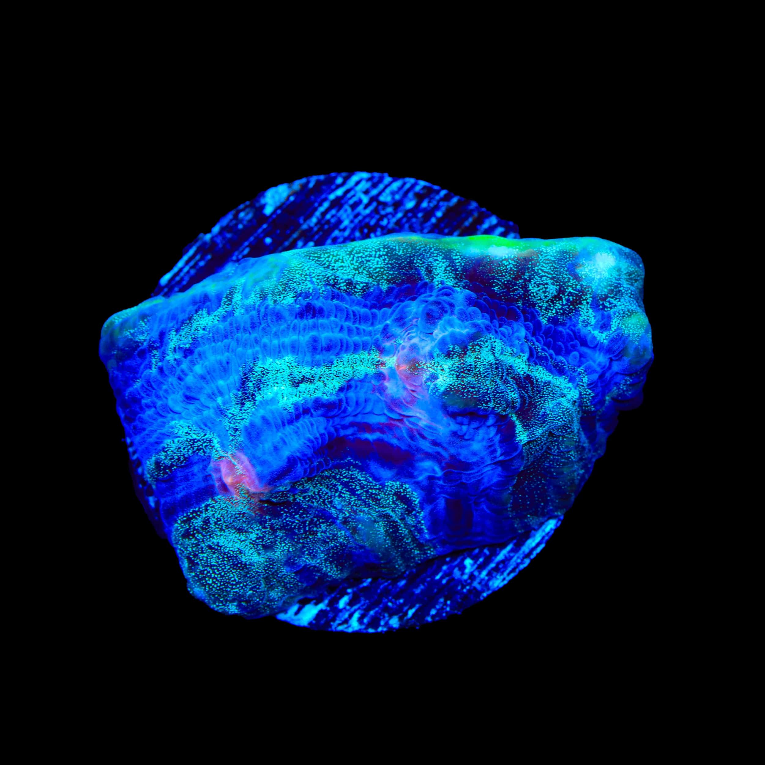 Echinophyllia
