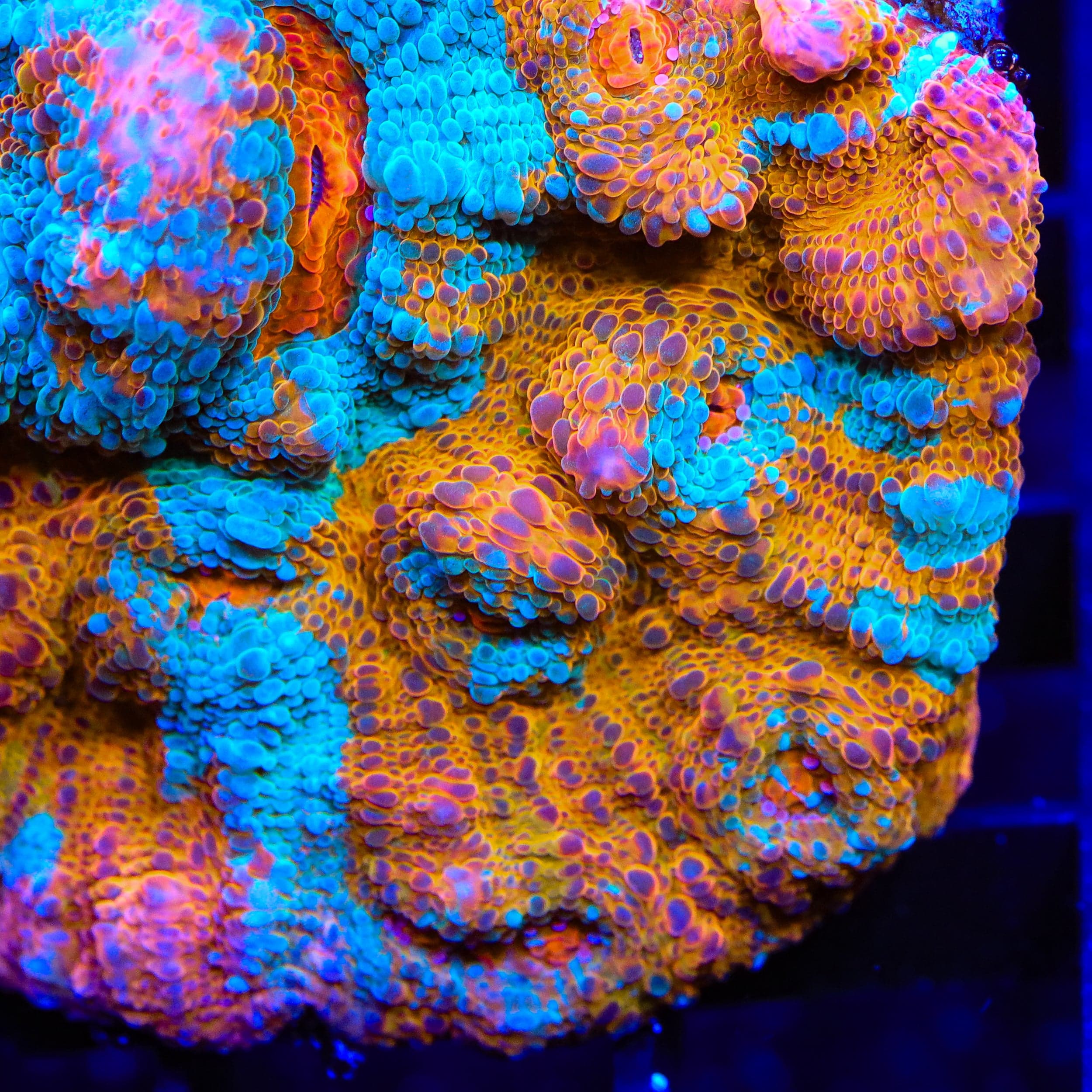 Echinophyllia