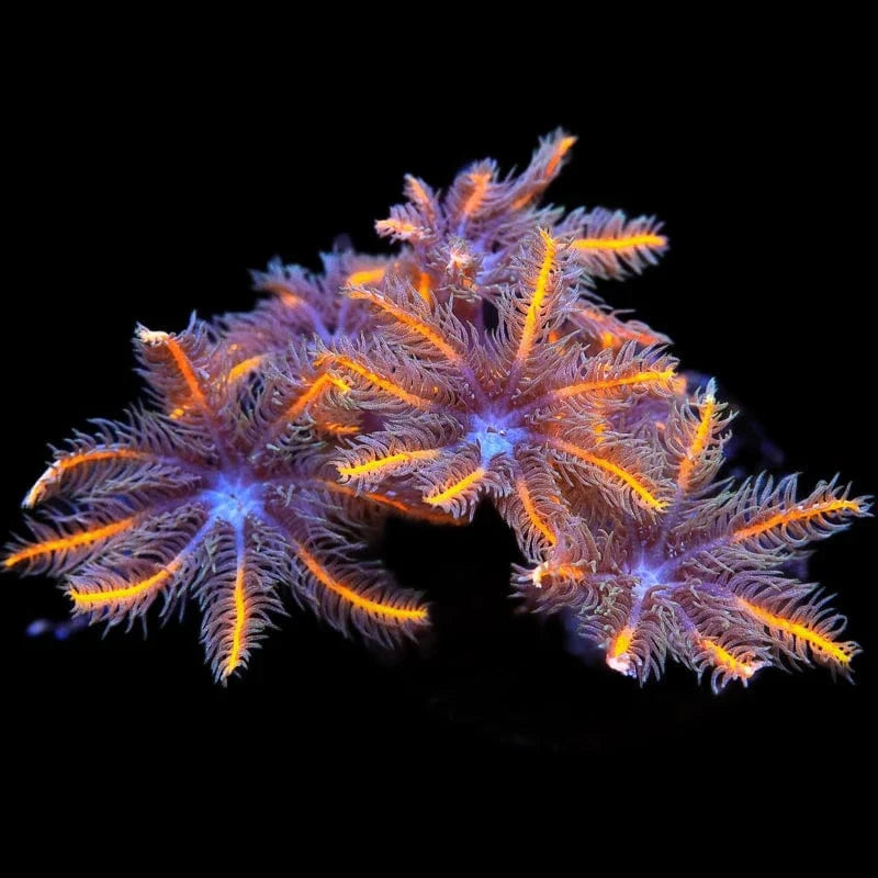 Clavularia viridis