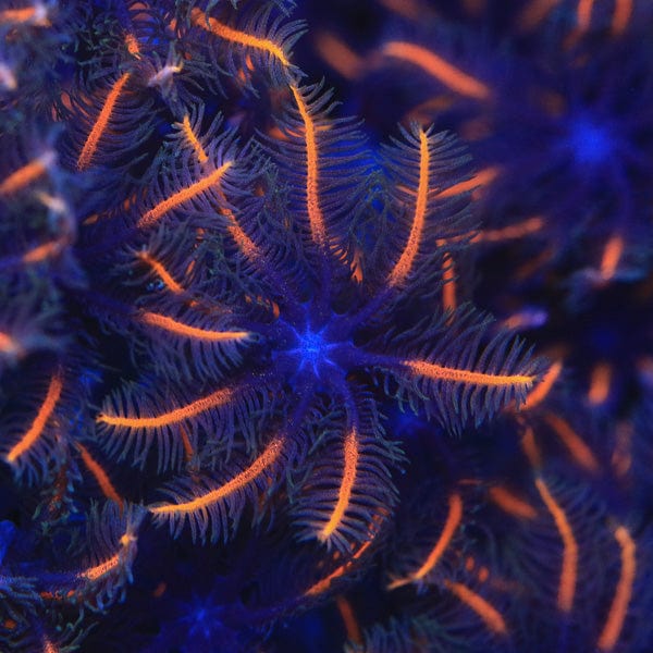 Clavularia viridis