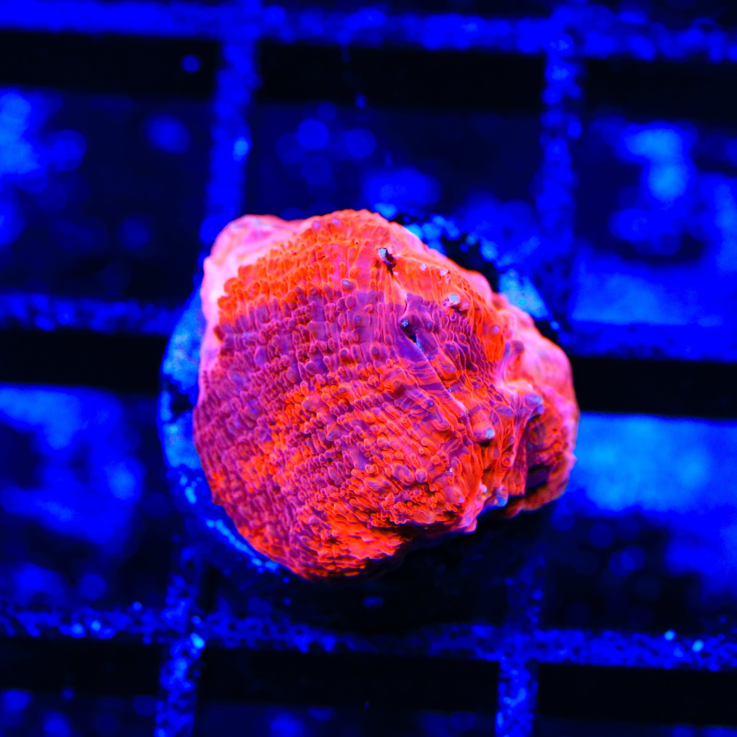 Homophyllia bowerbanki