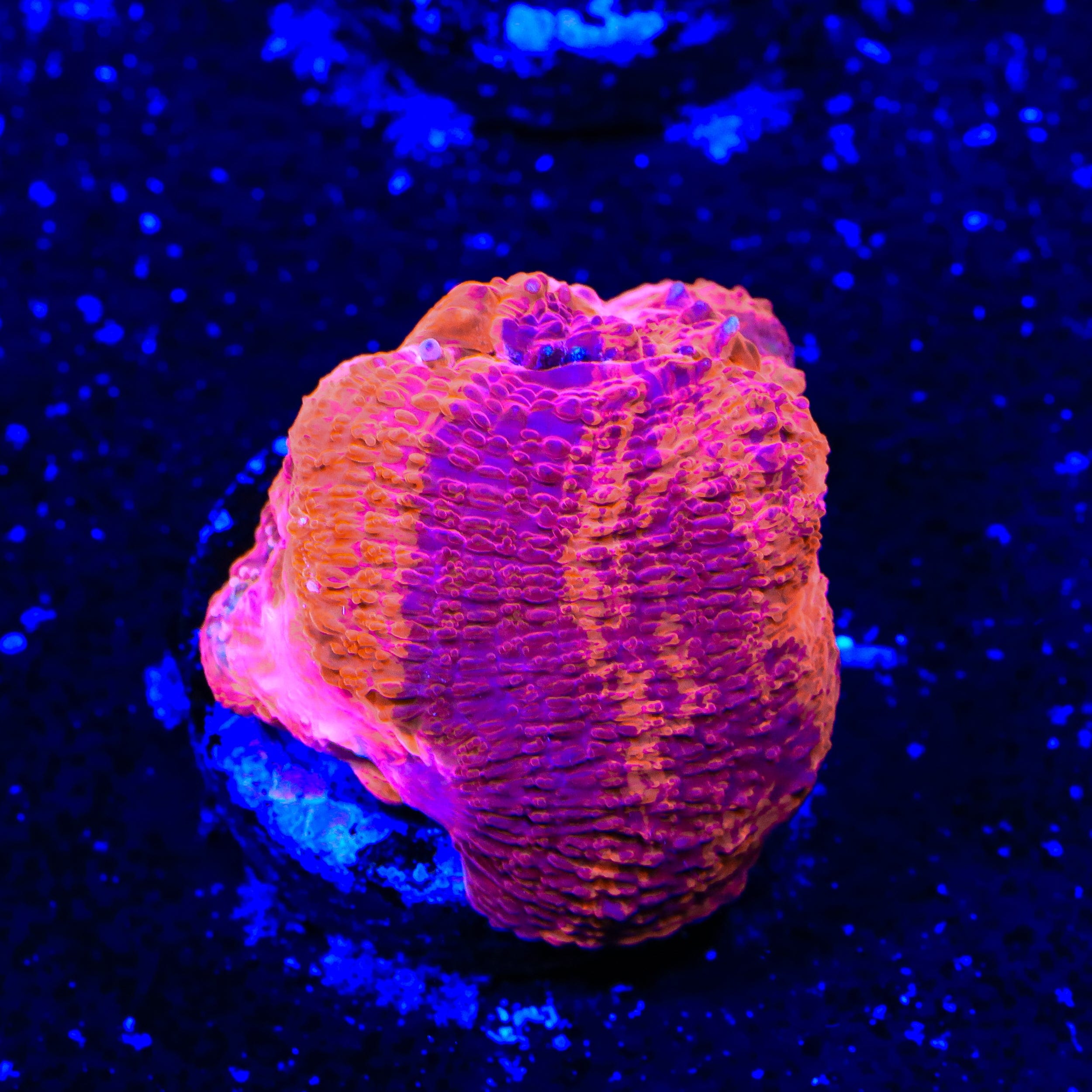 Homophyllia bowerbanki