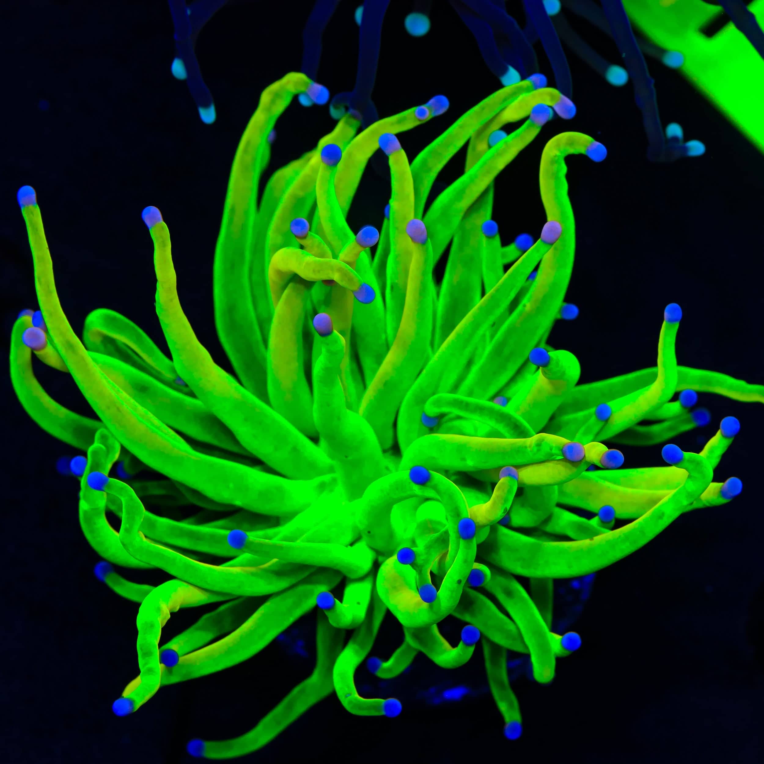Euphyllia glabrescens