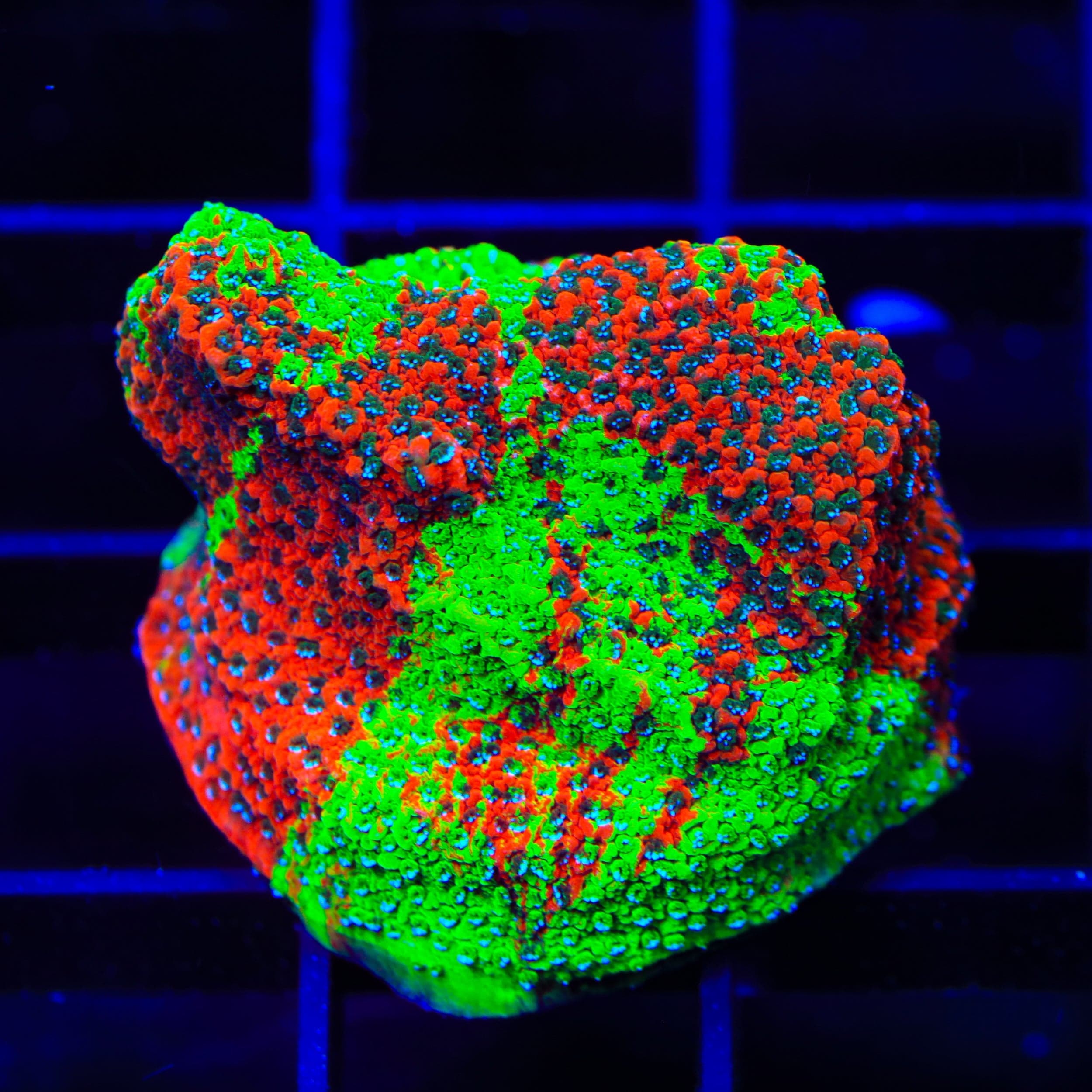 Montipora foliosa