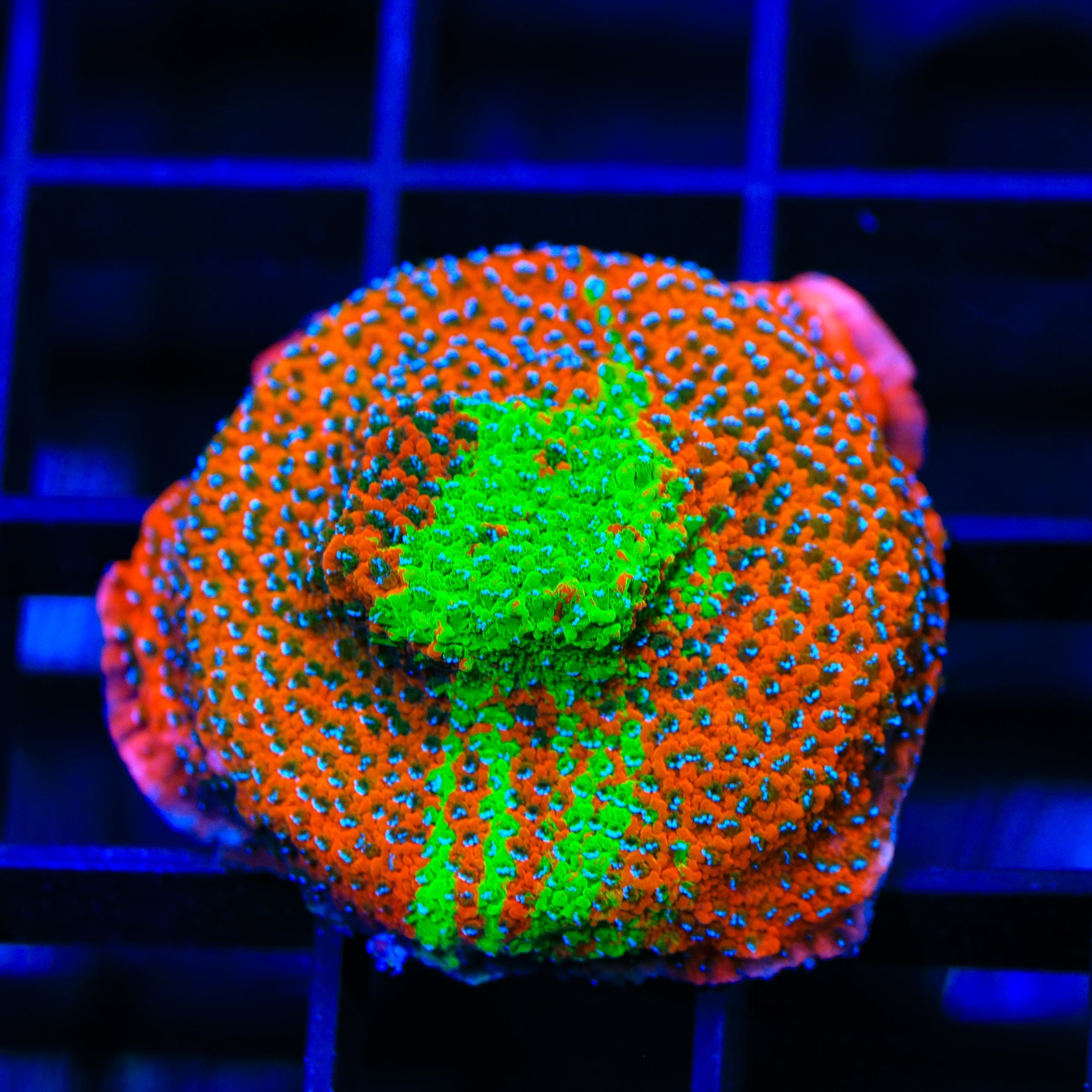 Montipora foliosa