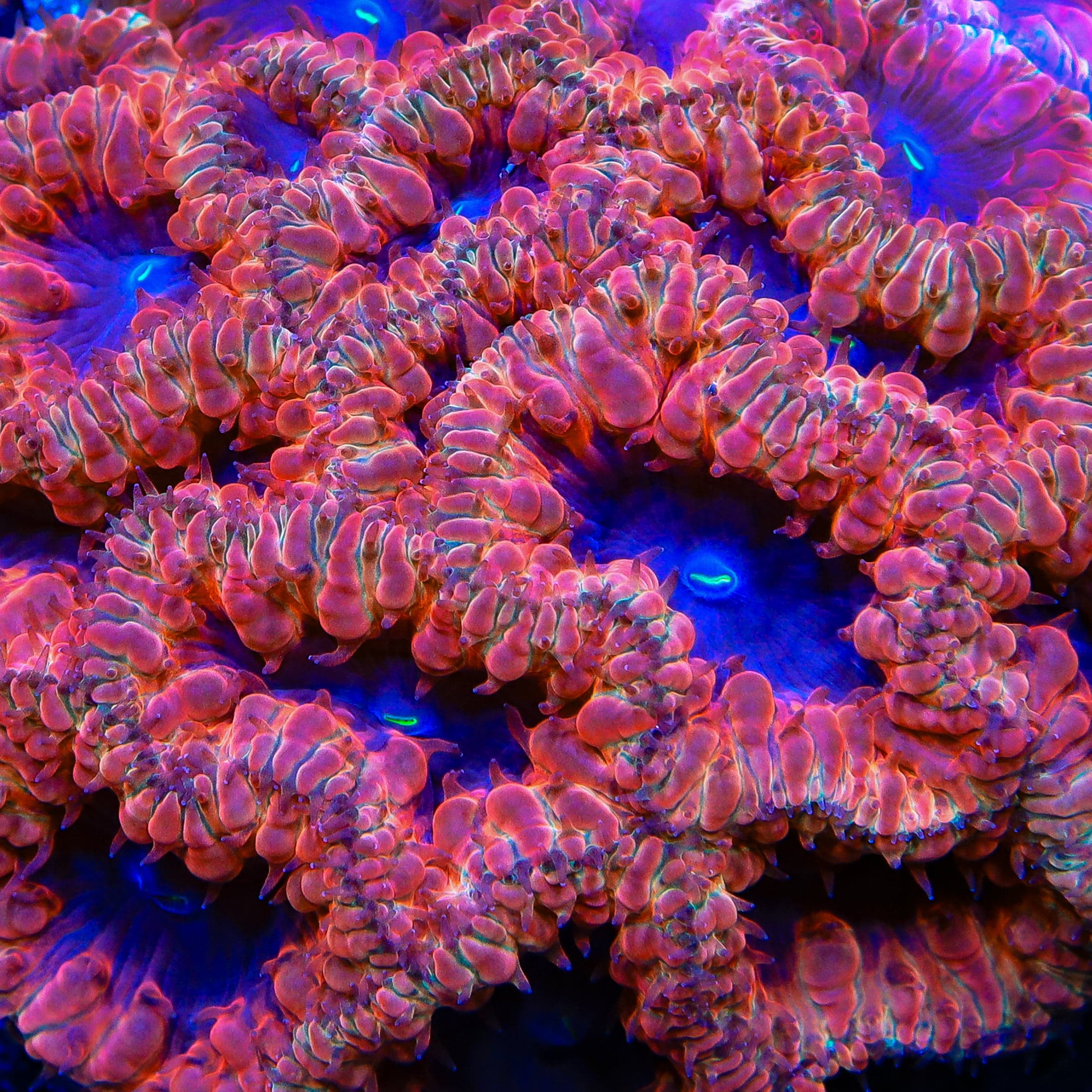 Blastomussa merleti