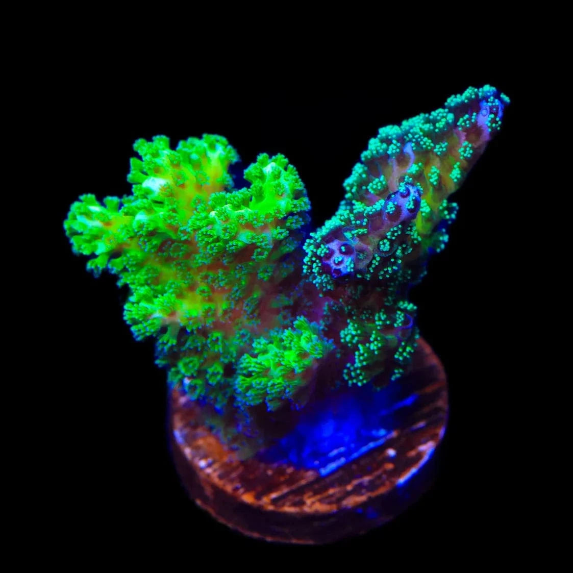 Pocillopora