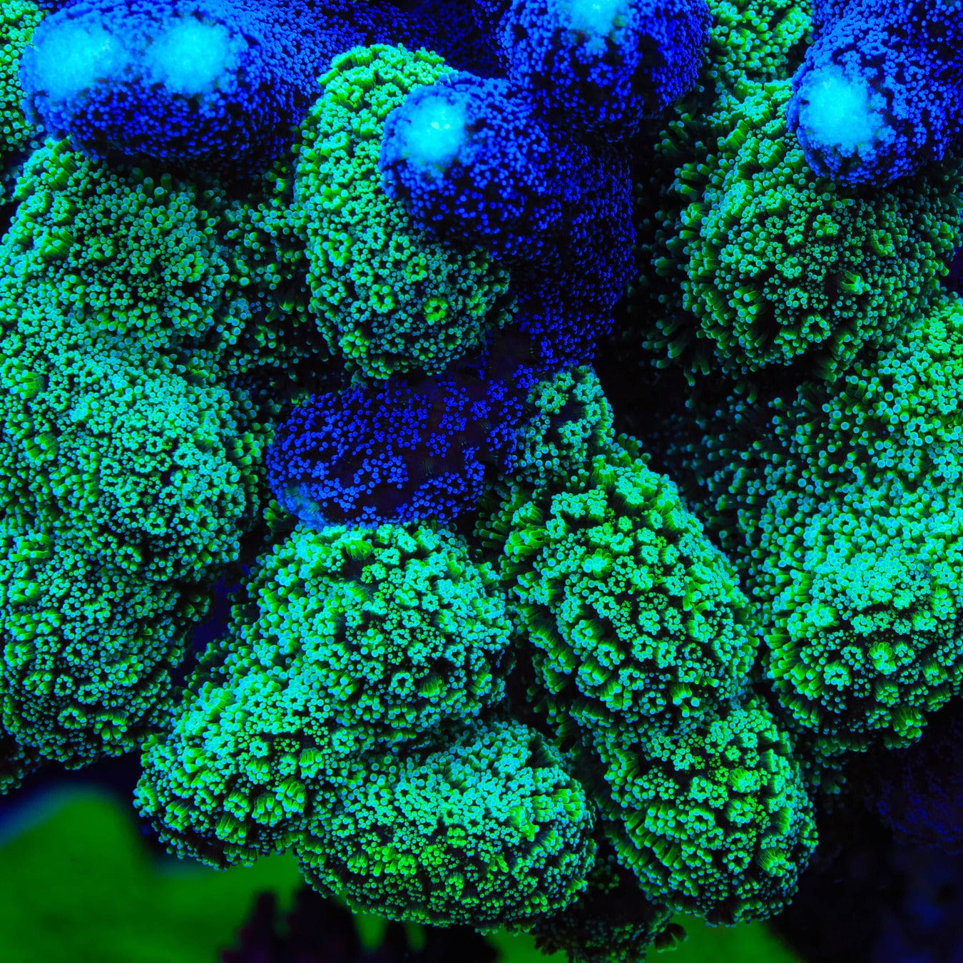 Stylophora