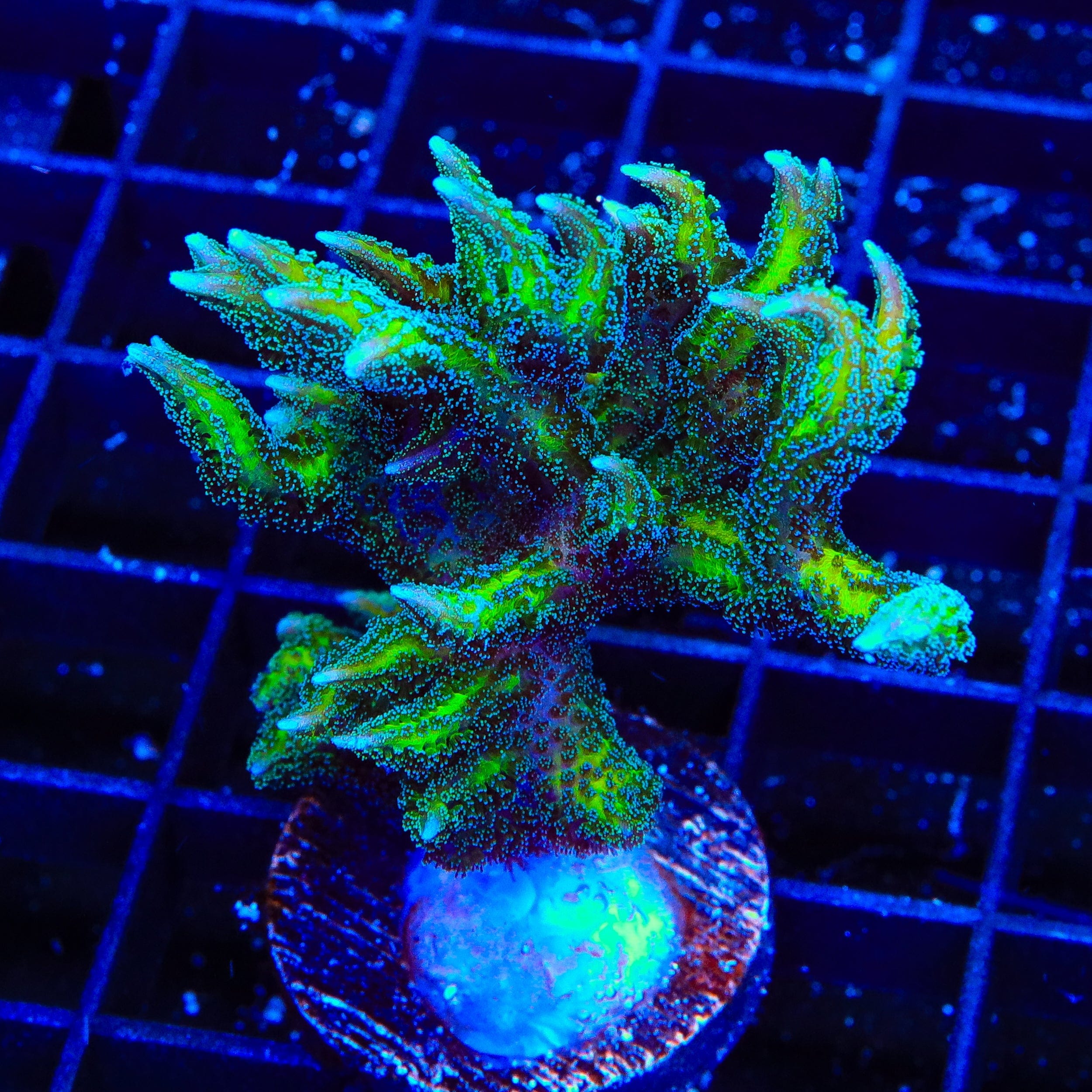 Seriatopora hystrix