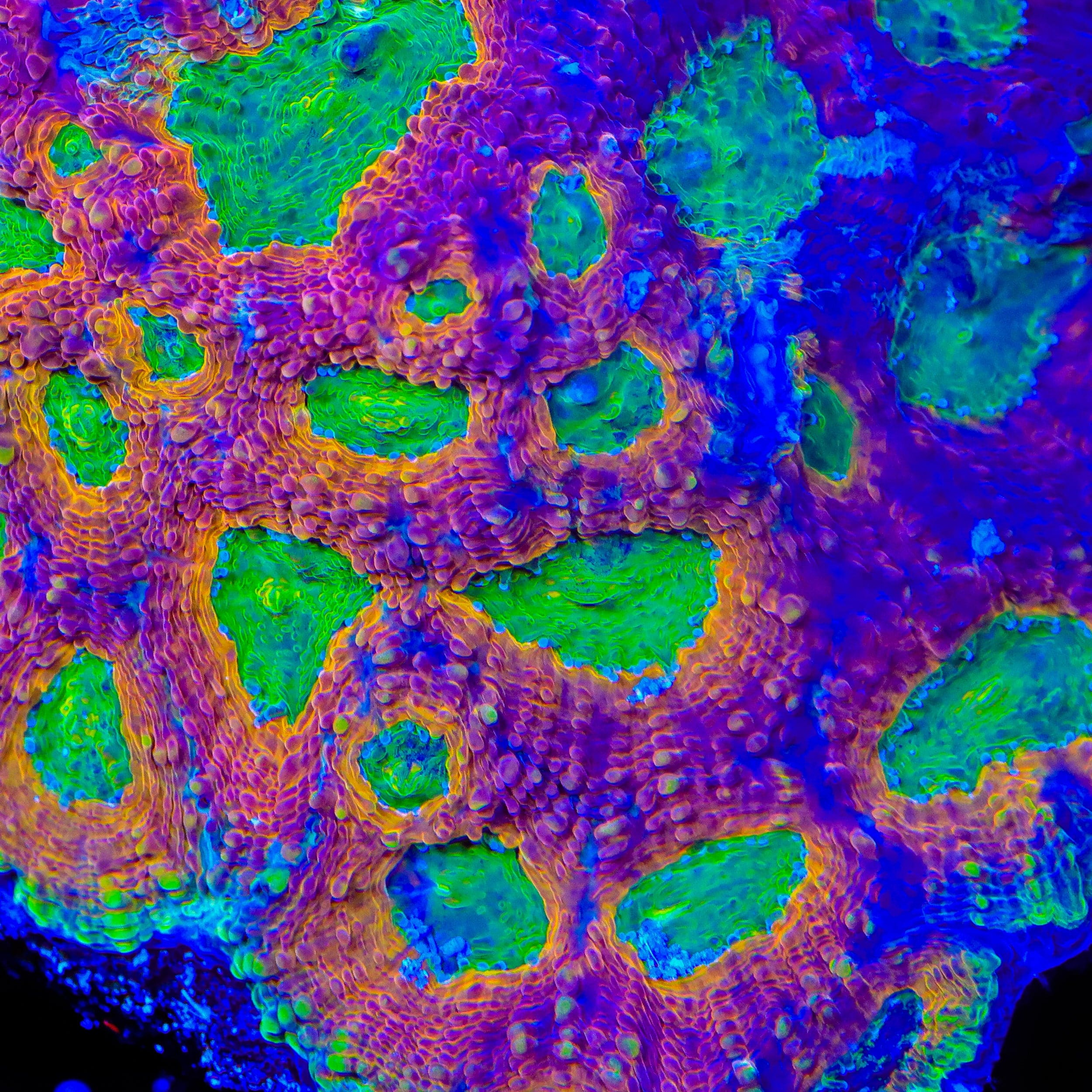 Acanthastrea echinata