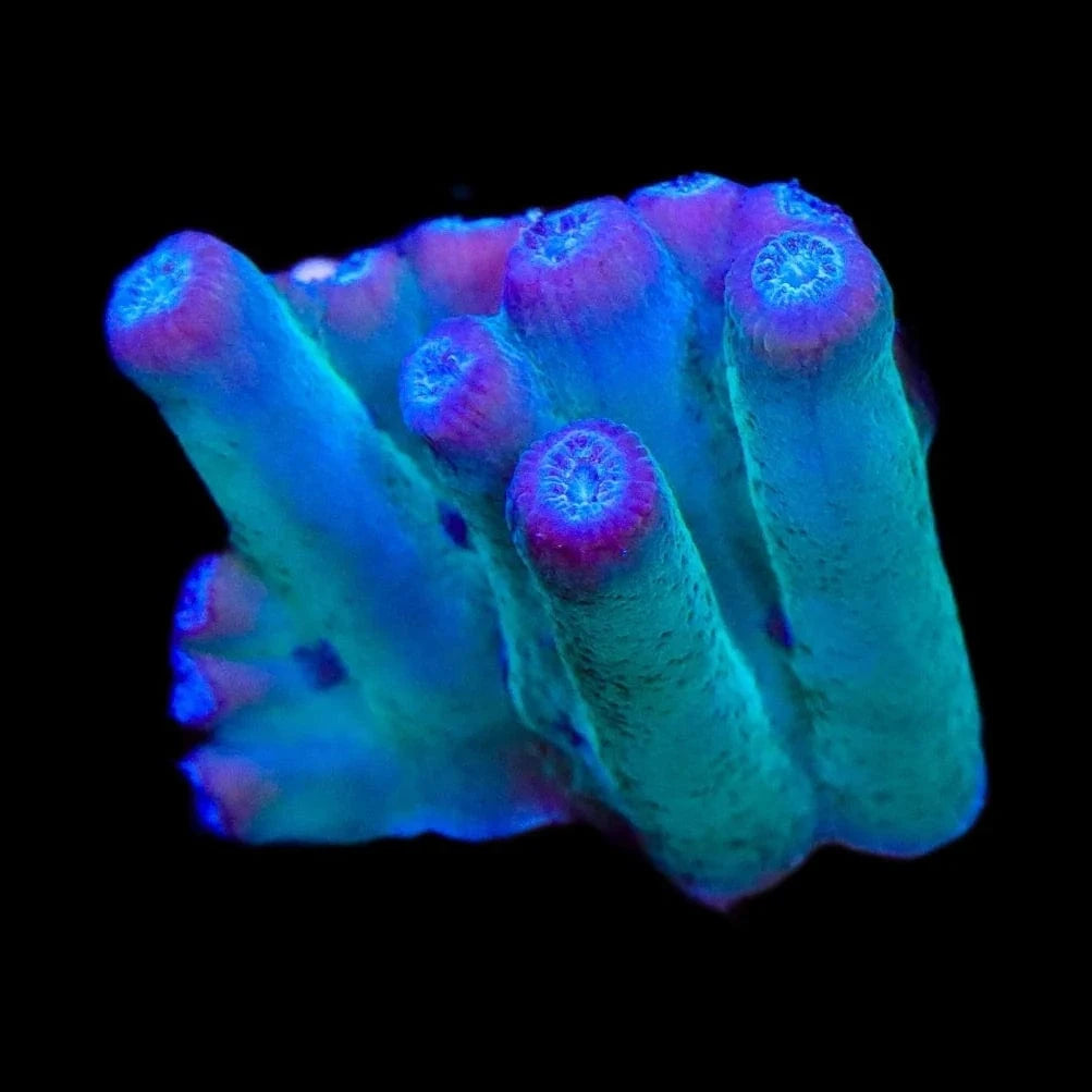 Turbinaria