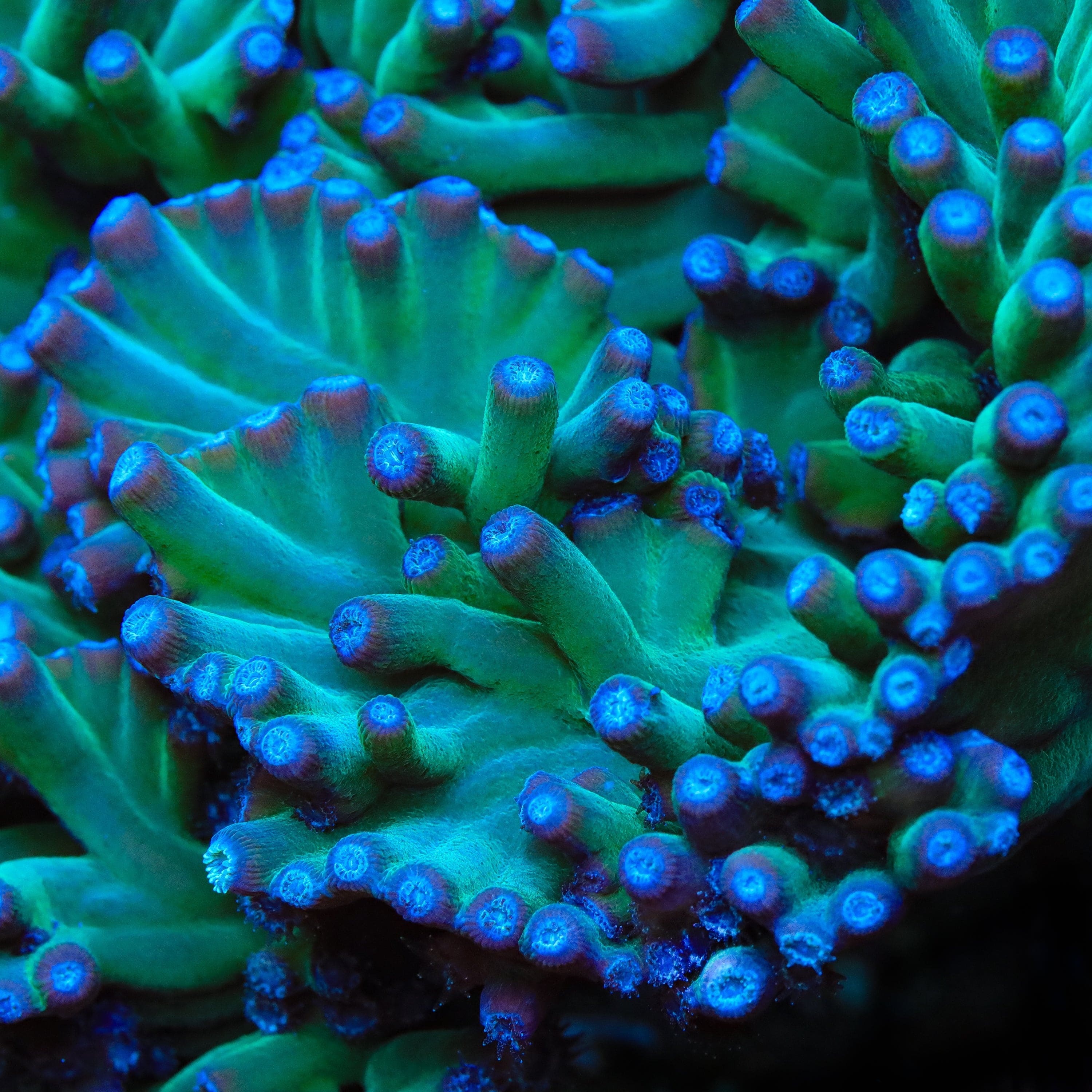 Turbinaria