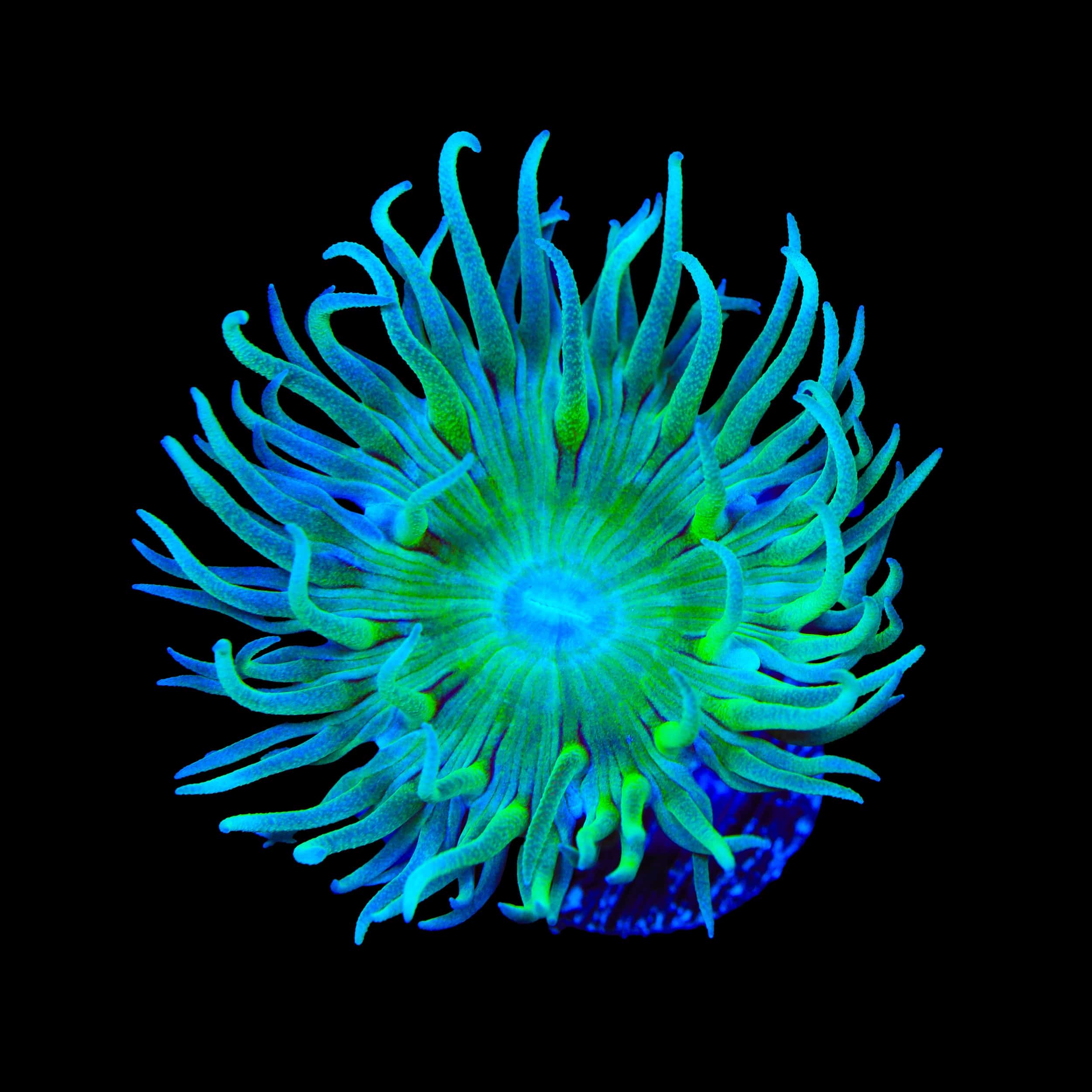 Duncanopsammia axifuga