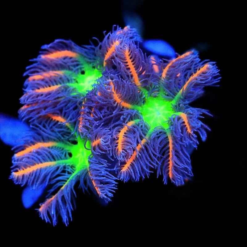 Clavularia viridis