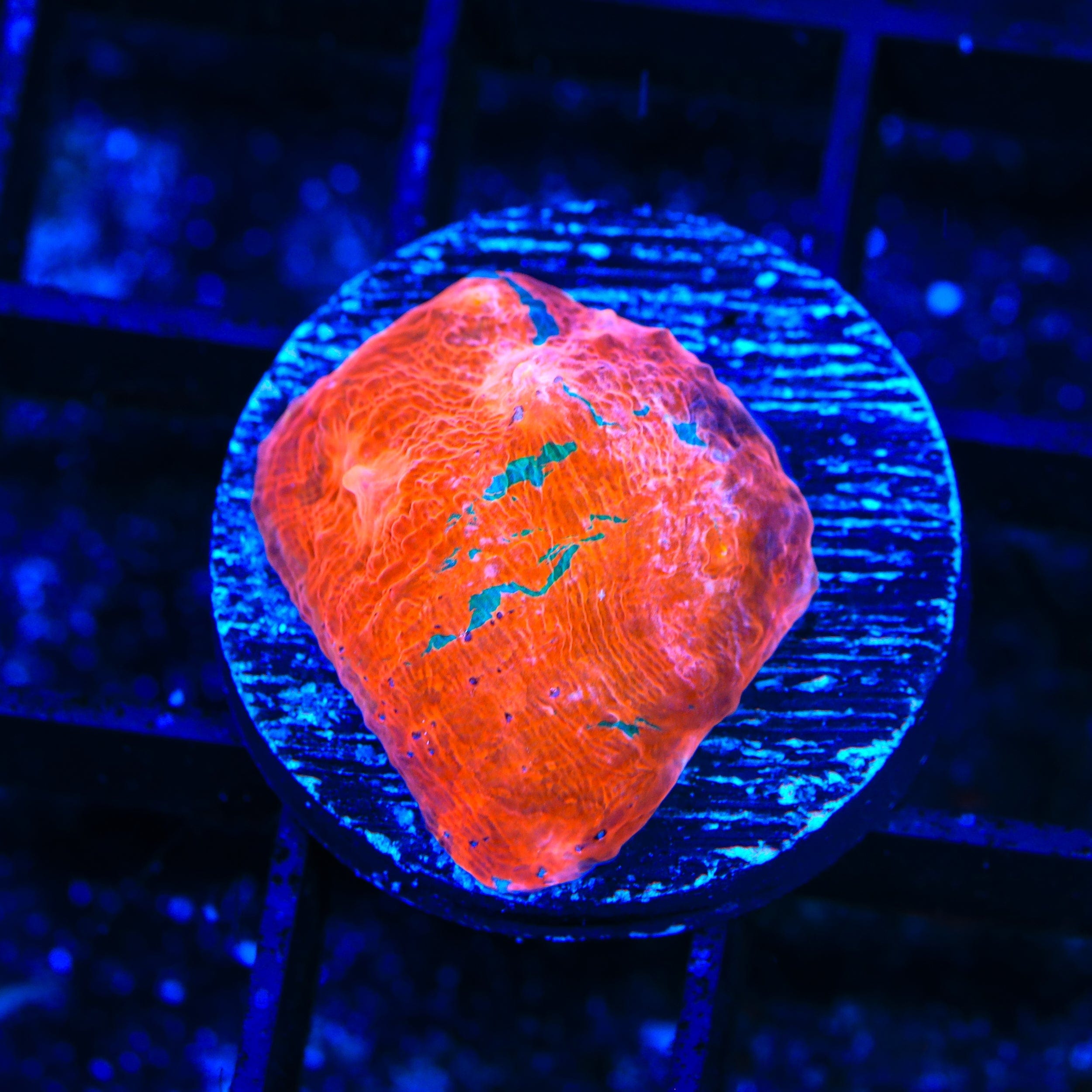 Echinophyllia